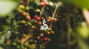 Khóa học Coffee Value Assessment CVA của SCA tại Stone Village