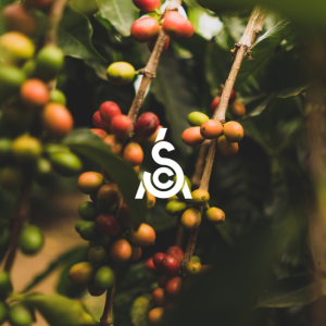 Khóa học Coffee Value Assessment (CVA) – SCA