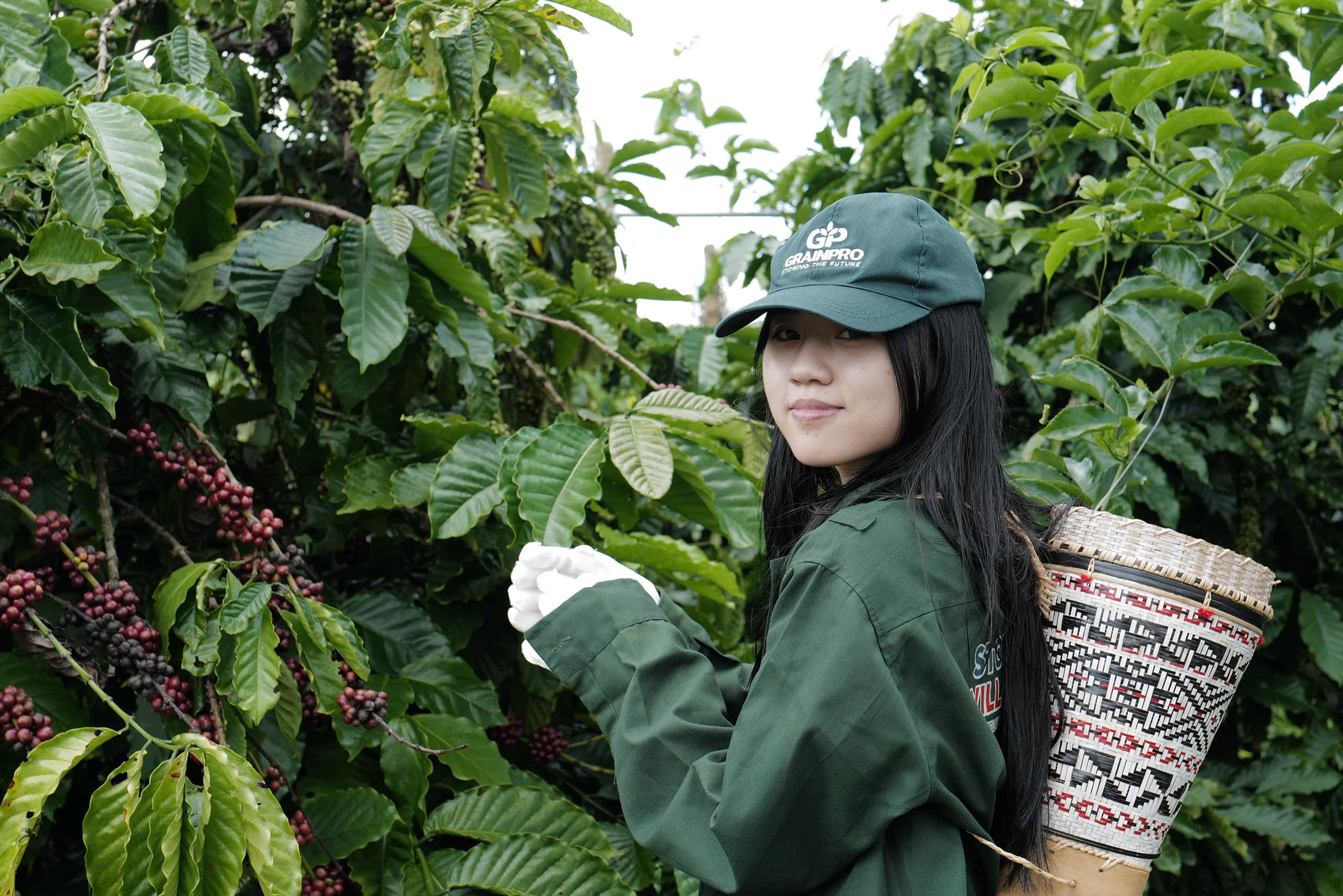 Bảo quản cà phê trong bao GrainPro giữ độ ẩm ổn định, kéo dài shelf life