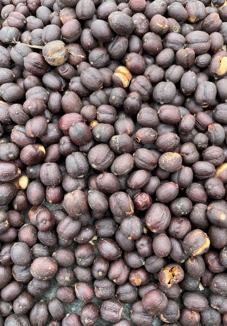 Cà phê Robusta chế biến natural — phơi nguyên quả cho Fine Robusta