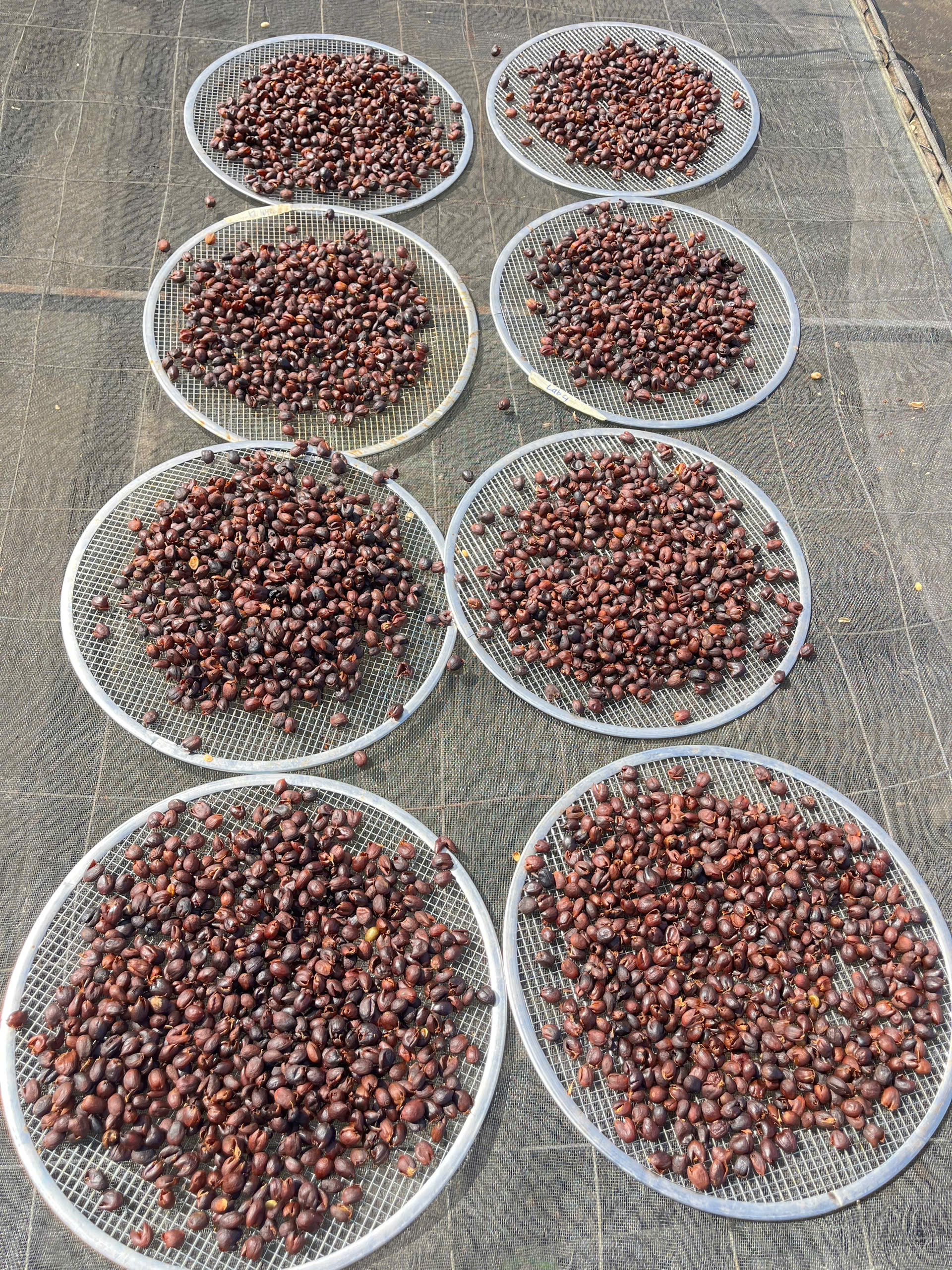 Các lô cà phê thử nghiệm chế biến phơi riêng trên mẹt lưới để so sánh
