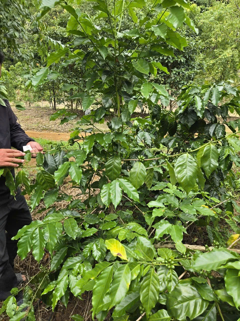 Cây cà phê Arabica giống Catimor — một trong các giống phổ biến tại Việt Nam
