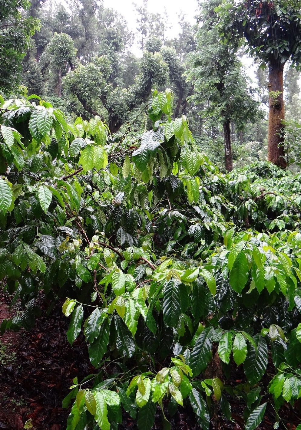 Cây cà phê Robusta sai quả dưới tán rừng — vùng trồng Fine Robusta