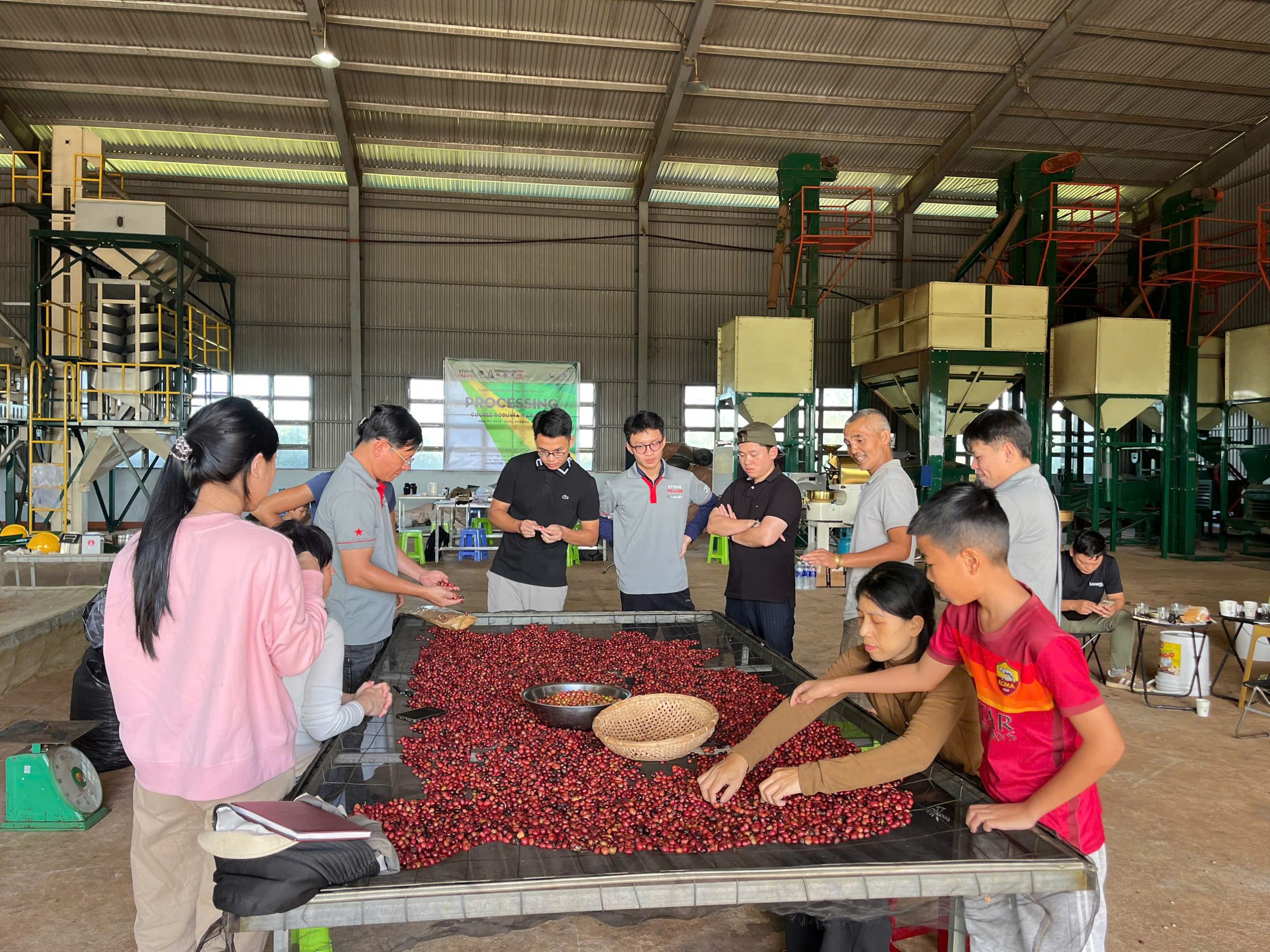 Hái quả cà phê Arabica chín đỏ chọn lọc — giống Bourbon nổi tiếng độ ngọt