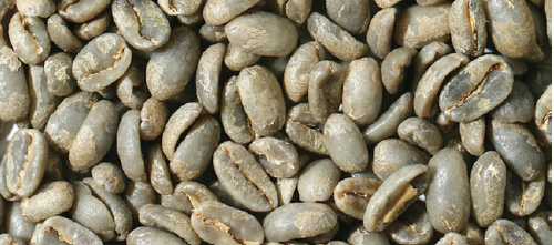 Nhân xanh Arabica được trải ra đánh giá lỗi hạt theo chuẩn SCA trước khi rang