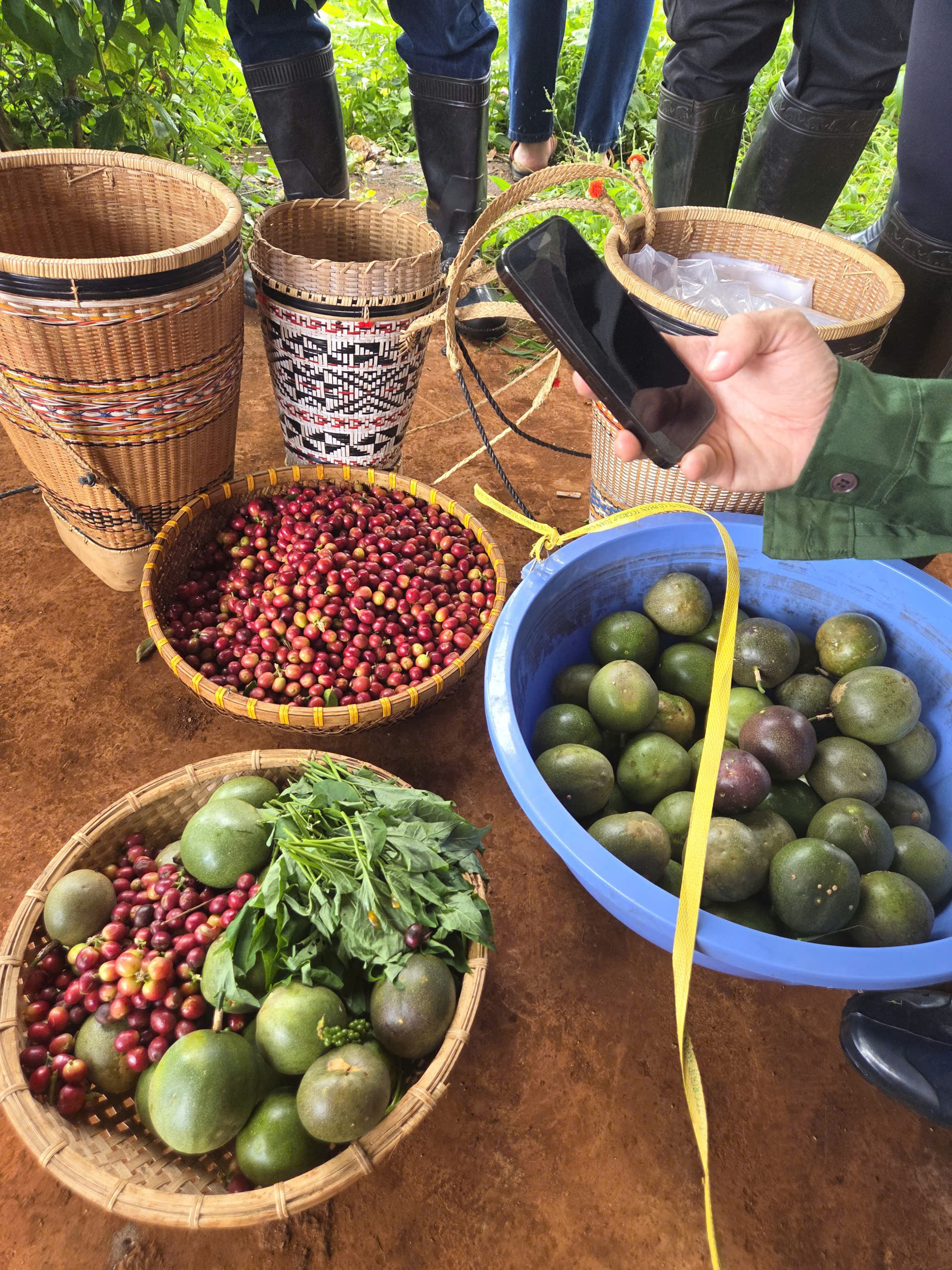Trải nghiệm cà phê Măng Đen — coffee tour