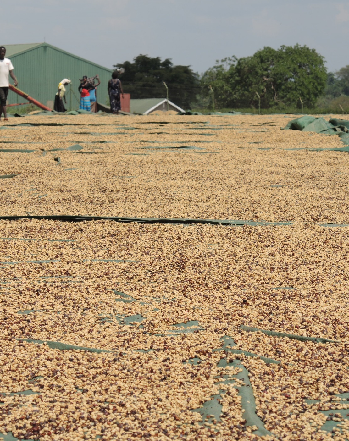 Phơi cà phê Robusta trên giàn phơi trong chế biến đặc sản