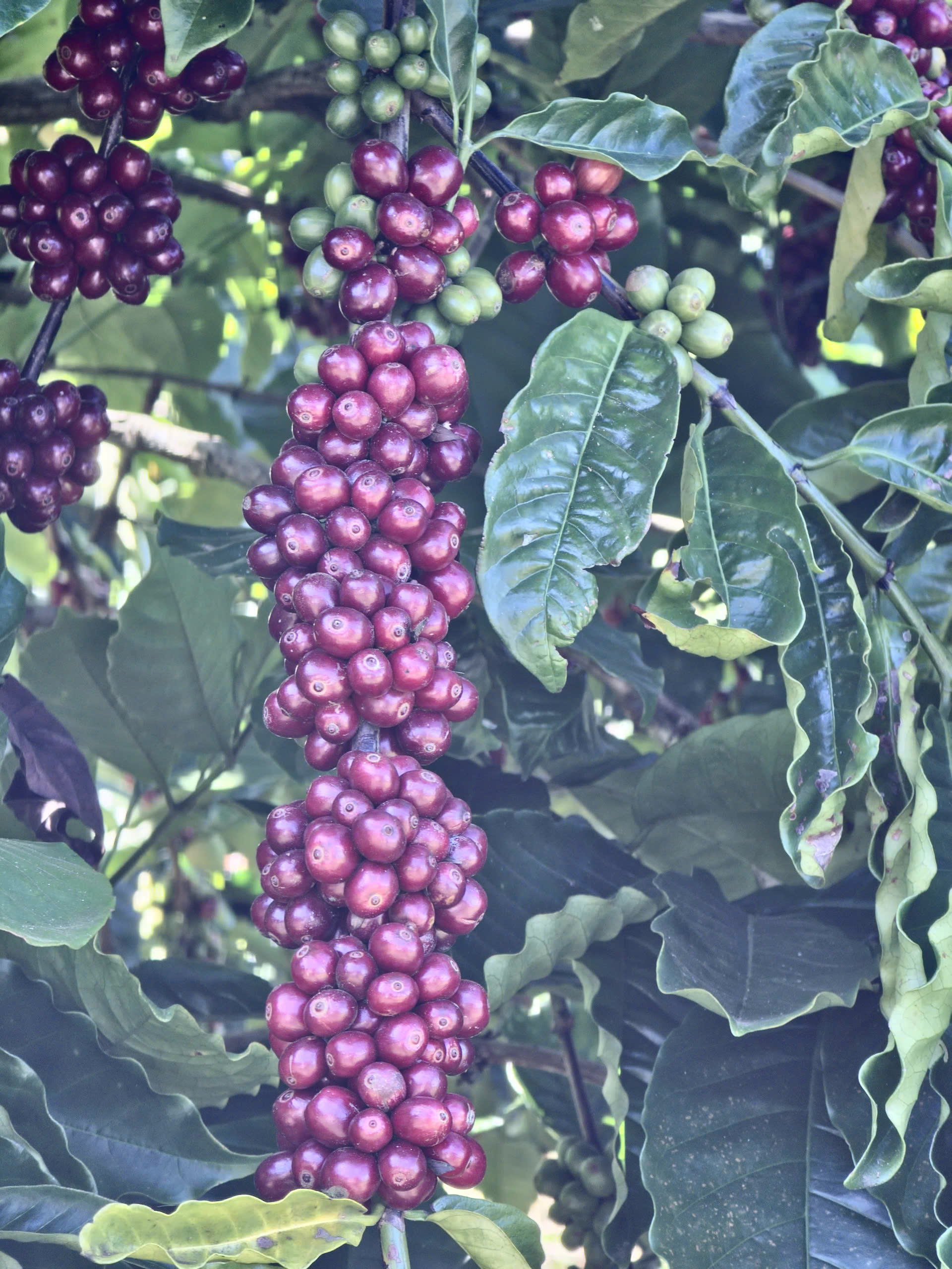 Quả cà phê chín nguyên trái trên cây — nguyên liệu cho carbonic maceration