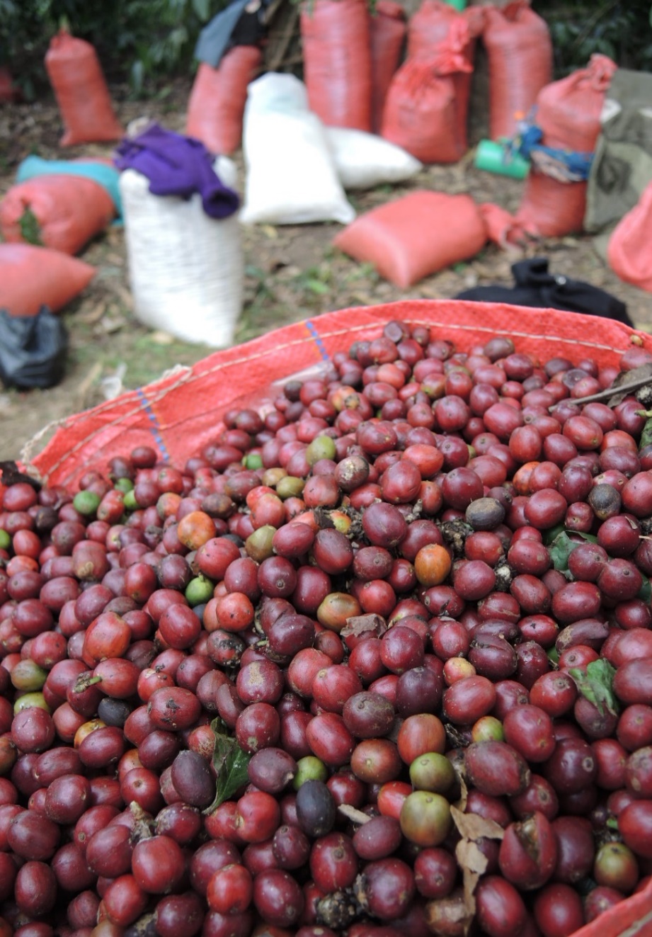 Quả cà phê Robusta chín đỏ thu hoạch chọn lọc để làm Fine Robusta