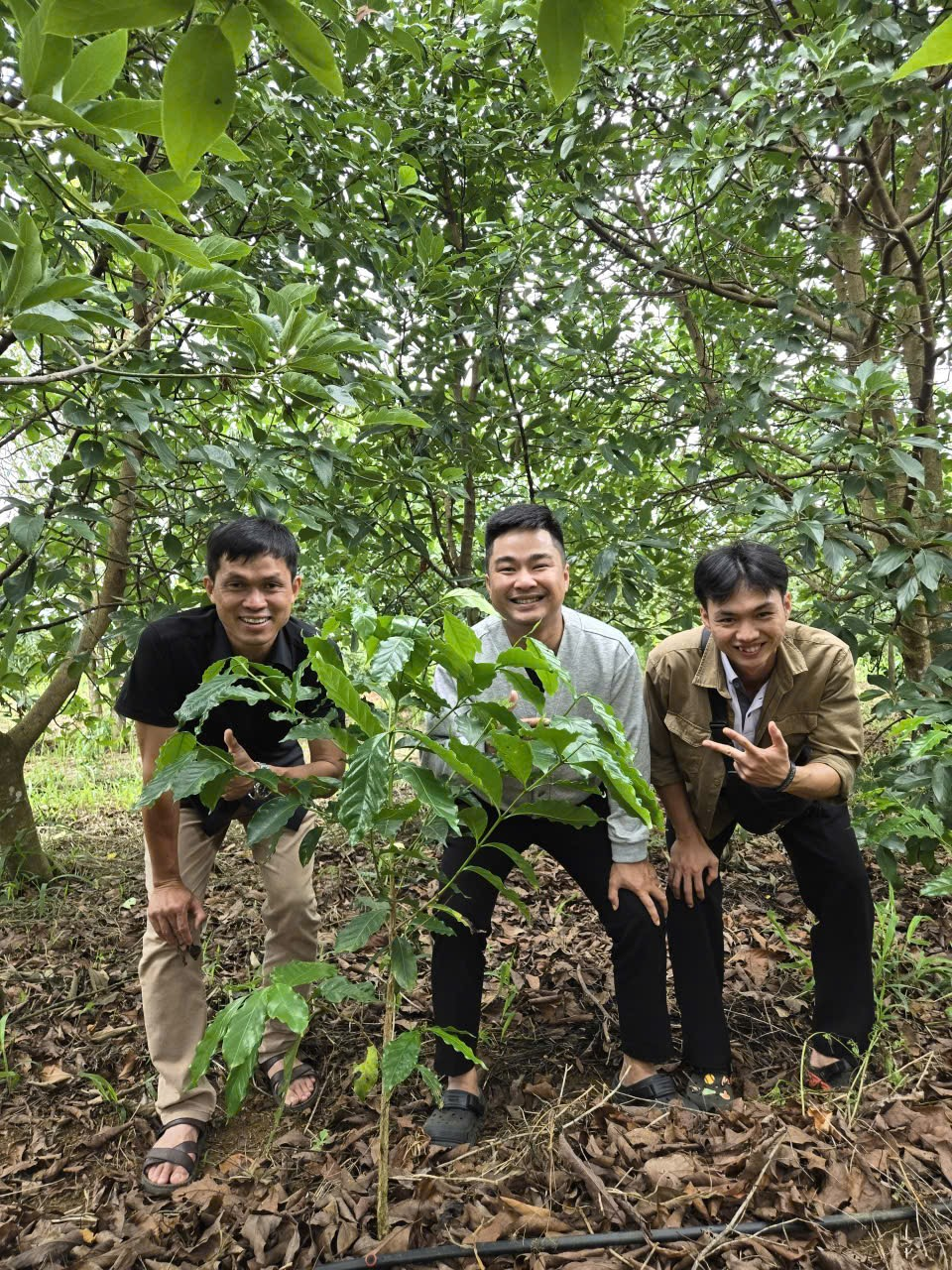 Vườn cà phê Arabica thân thấp gọn dưới tán rừng — kiểu hình đặc trưng của giống lùn Caturra