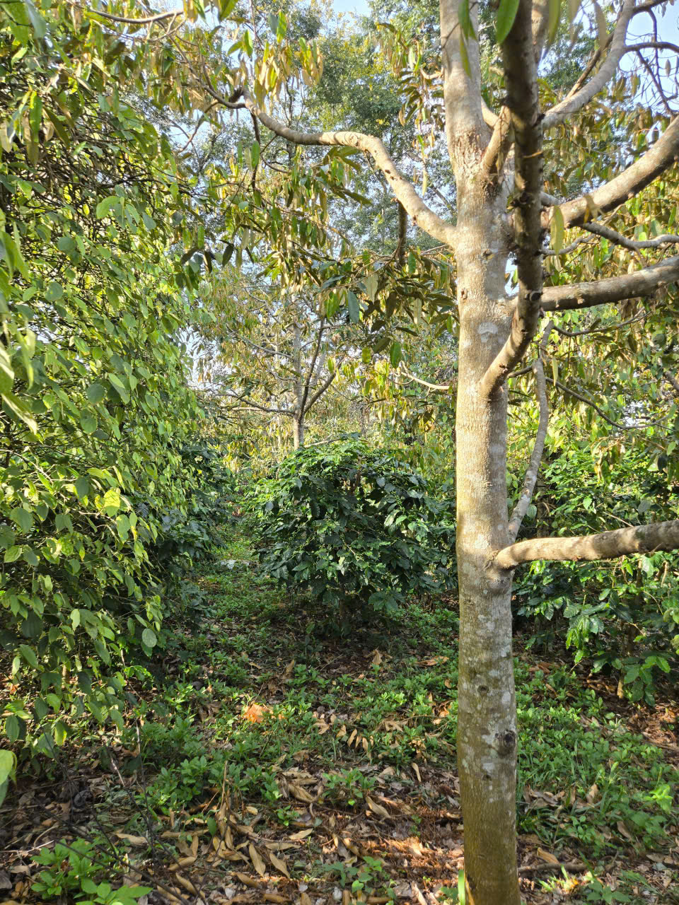 Cà phê Arabica trồng xen canh dưới tán cây ăn trái và hồ tiêu tại Hưng Định Farm Đắk Lắk