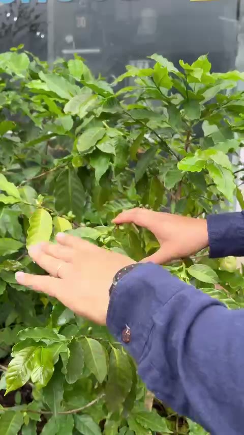 Cành cà phê Arabica đang mang quả tại vườn Măng Đen, độ cao khoảng 1.000 đến 1.200m