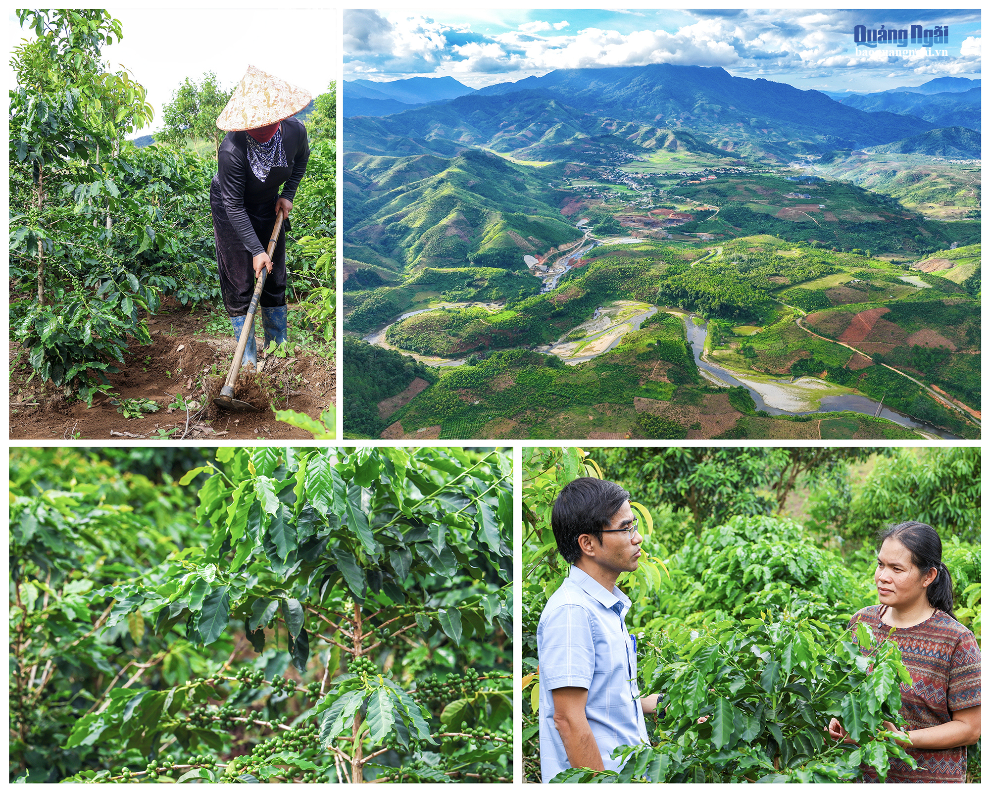 Cảnh quan vùng trồng cà phê Arabica Măng Đen, nơi đặt campus Stone Village