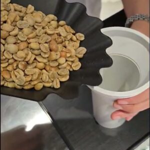 Đong mẫu cà phê nhân xanh sơ chế honey vào cốc đo trước khi đo ẩm độ tại Stone Village Lab