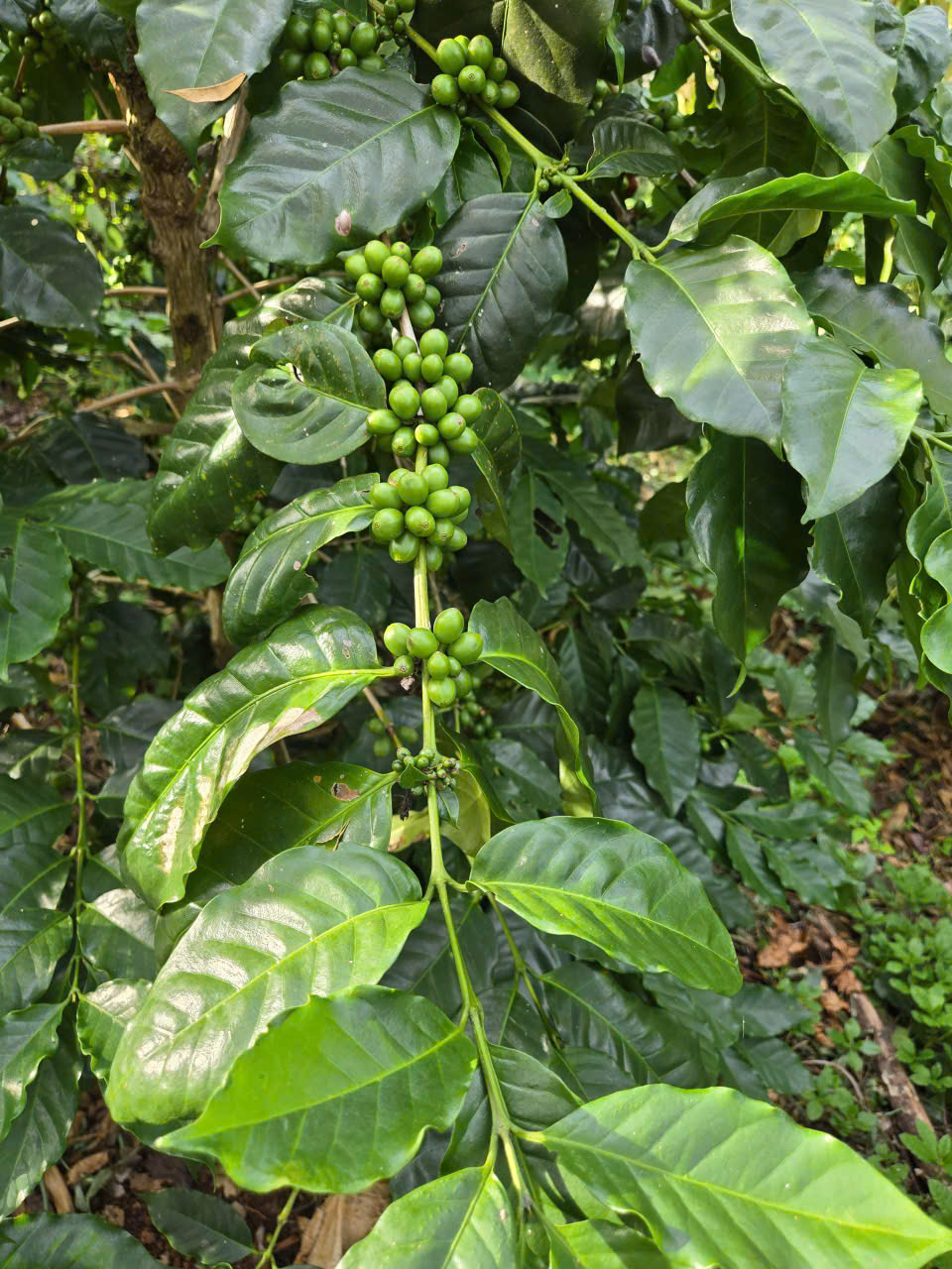 Chùm quả cà phê Arabica xanh dày đặc trên cành tại vườn thực nghiệm Stone Village - Hưng Định Farm Đắk Lắk