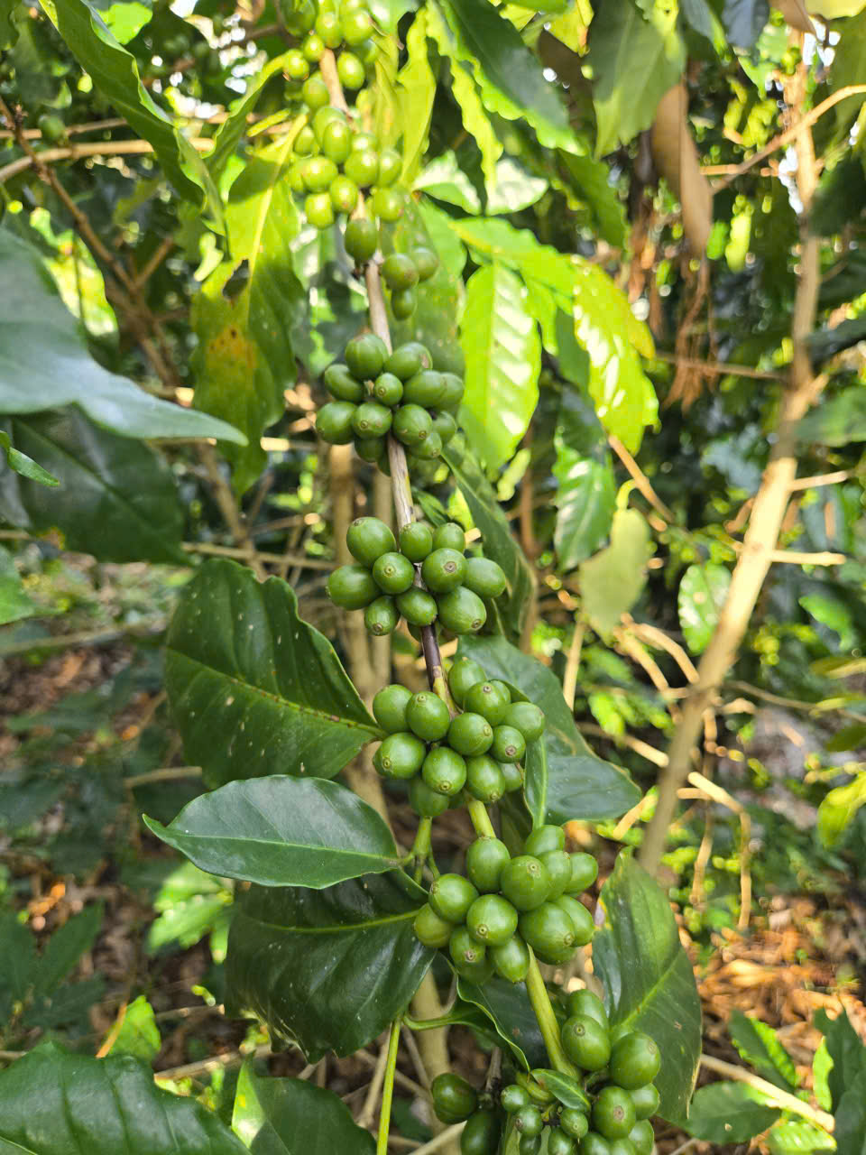Cành cà phê Arabica trĩu quả xanh tại Hưng Định Farm Đắk Lắk độ cao trên 800m
