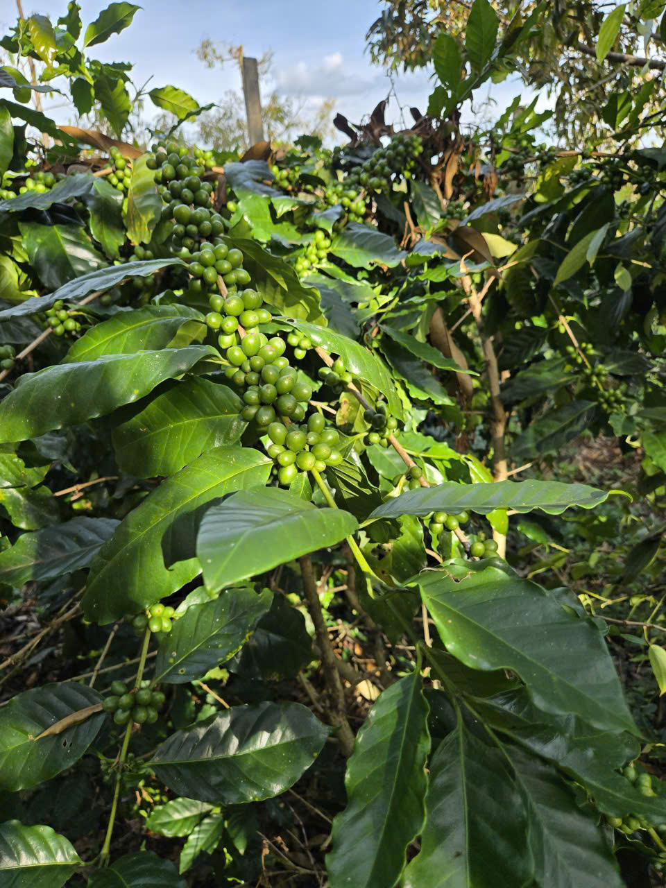 Vườn cà phê Arabica sai quả dưới bầu trời xanh tại Hưng Định Farm Đắk Lắk