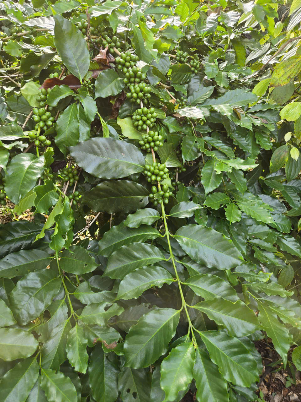 Bụi cà phê Arabica sai quả bên trụ hồ tiêu trong hệ xen canh tại Hưng Định Farm Đắk Lắk