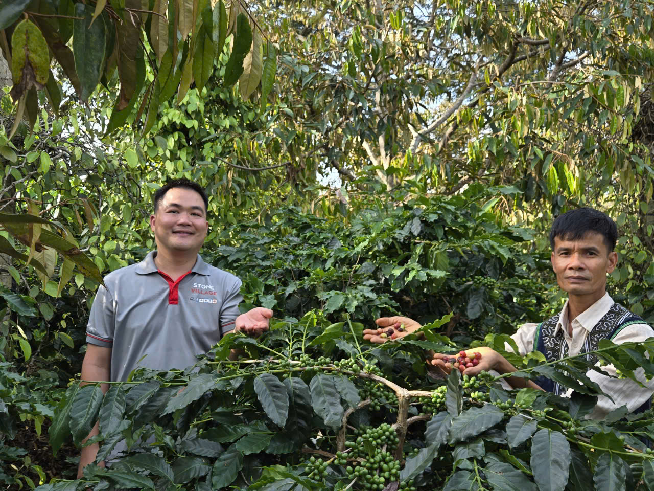 Anh Nguyễn Văn Hòa Stone Village và chủ Hưng Định Farm kiểm tra quả cà phê Arabica chín trên tay