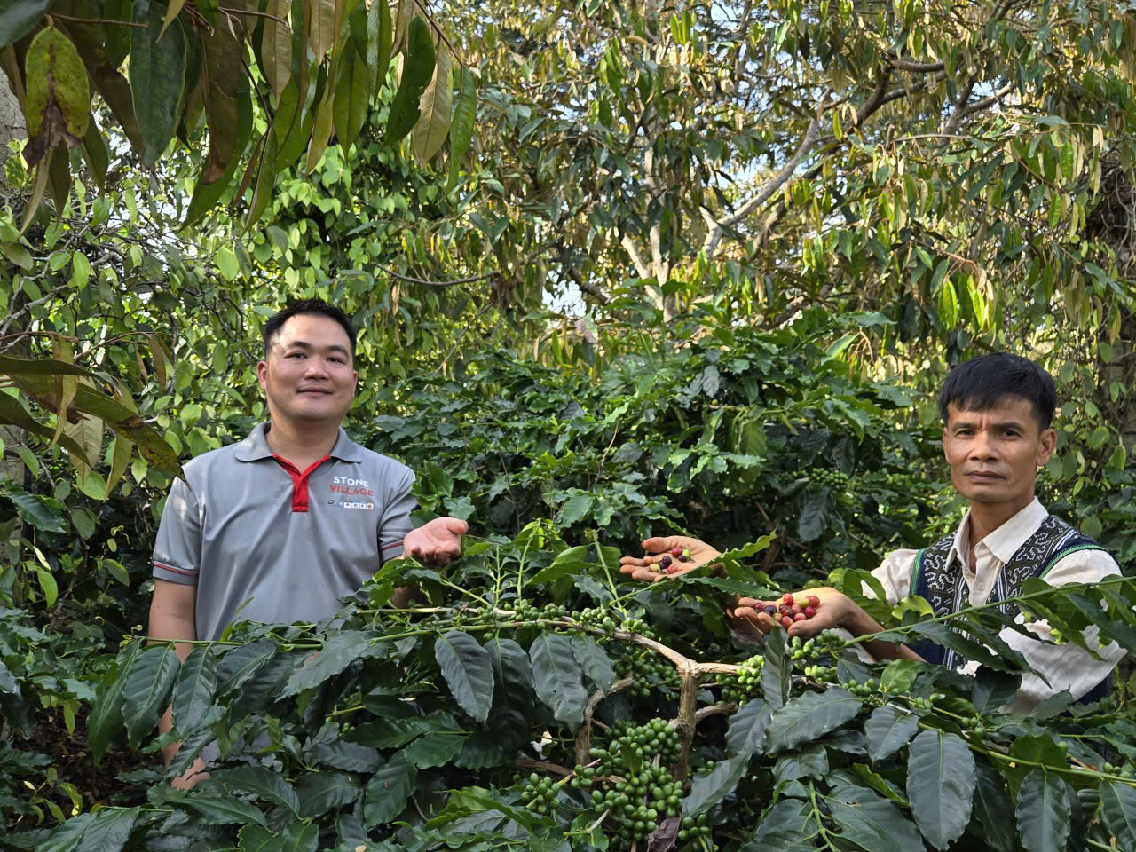 Đại diện Stone Village Lab và chủ Hưng Định Farm giữa vườn cà phê Arabica xen canh tại Đắk Lắk