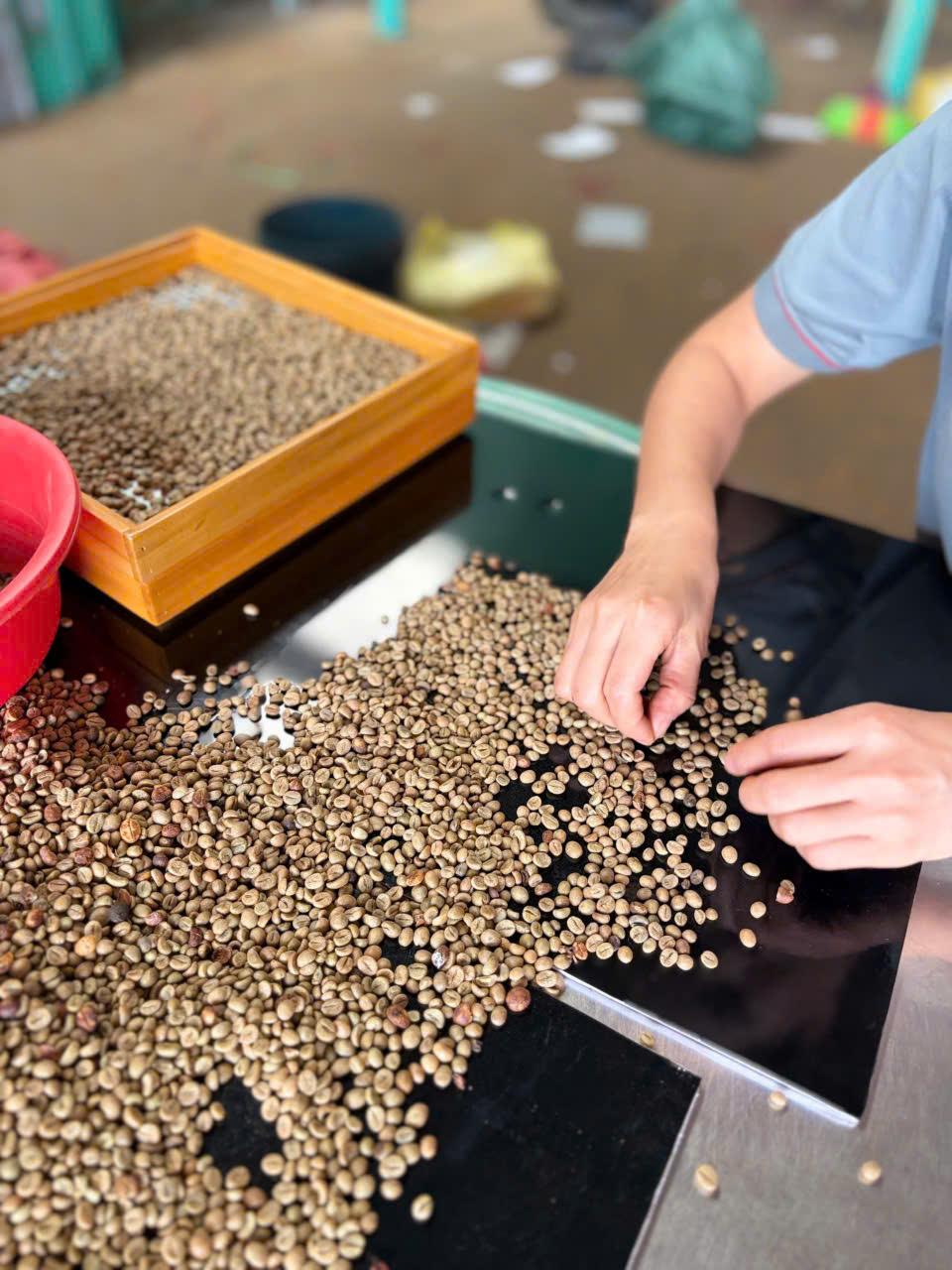 Bàn tay đang lựa từng hạt nhân cà phê lỗi trên mặt bàn gỗ