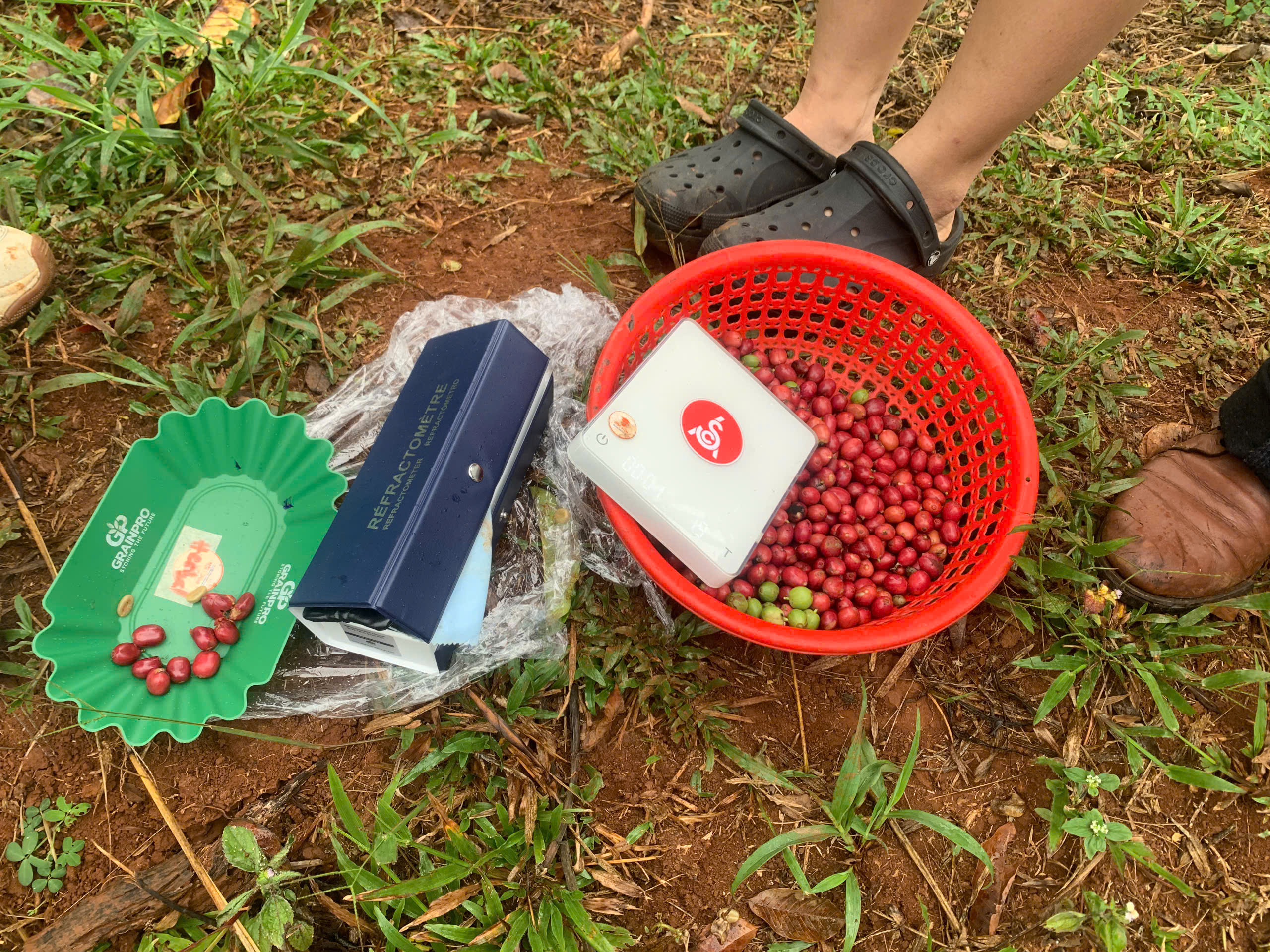 Khúc xạ kế đo độ ngọt, máy đo độ ẩm và rổ cà phê chín tại vườn nông dân Đắk Song