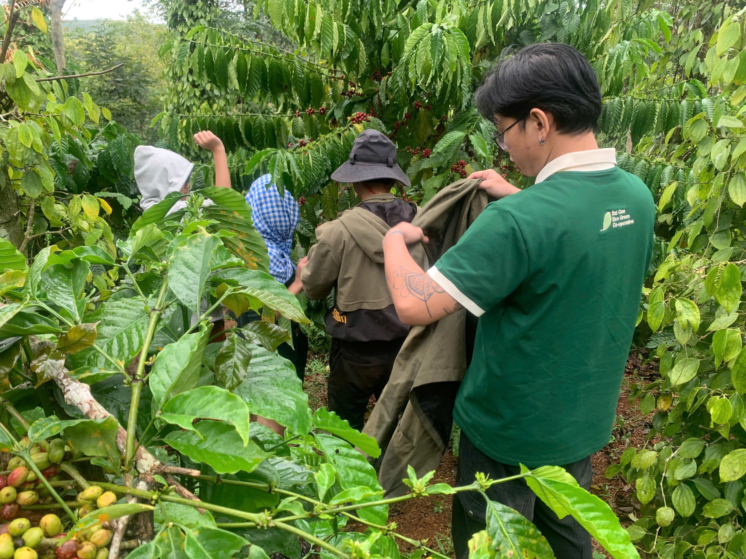 Đoàn Stone Village Lab đi thăm vườn cà phê robusta trồng xen hồ tiêu của nông dân Đắk Song