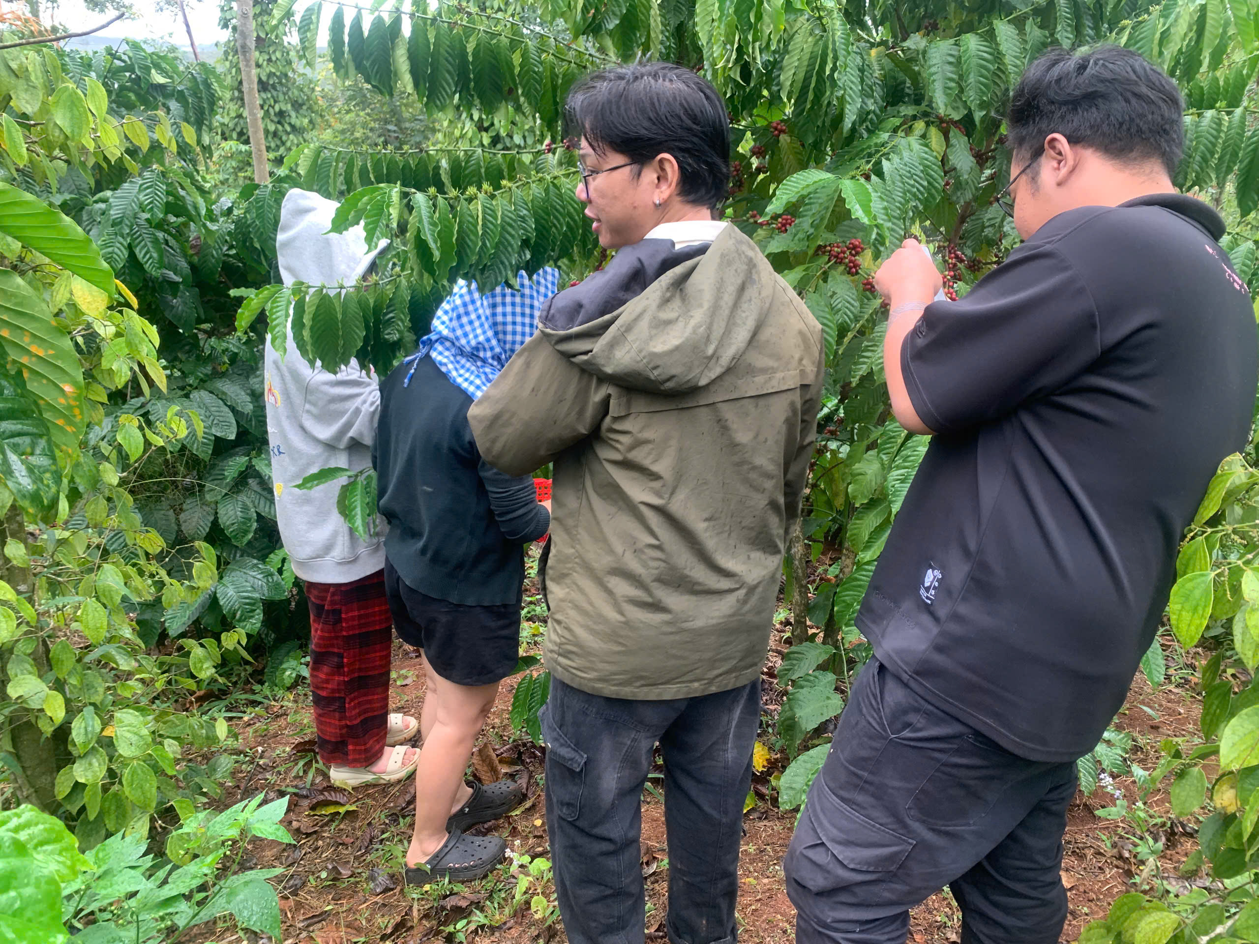 Đoàn Stone Village Lab trao đổi về tỷ lệ trái chín giữa vườn cà phê Đắk Song