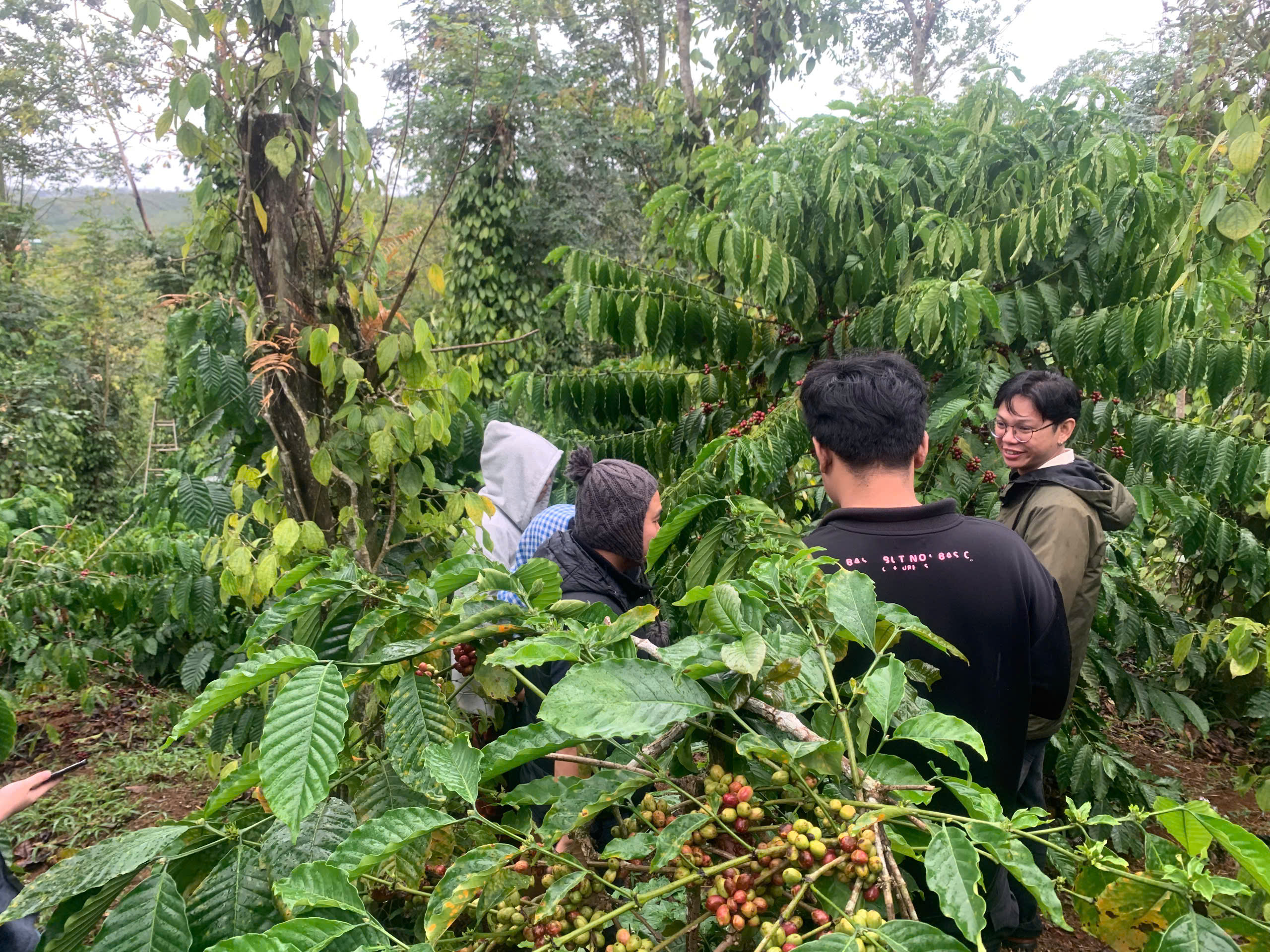 Cành cà phê robusta chín đỏ tại vườn nông dân vùng Đắk Song, Đắk Nông