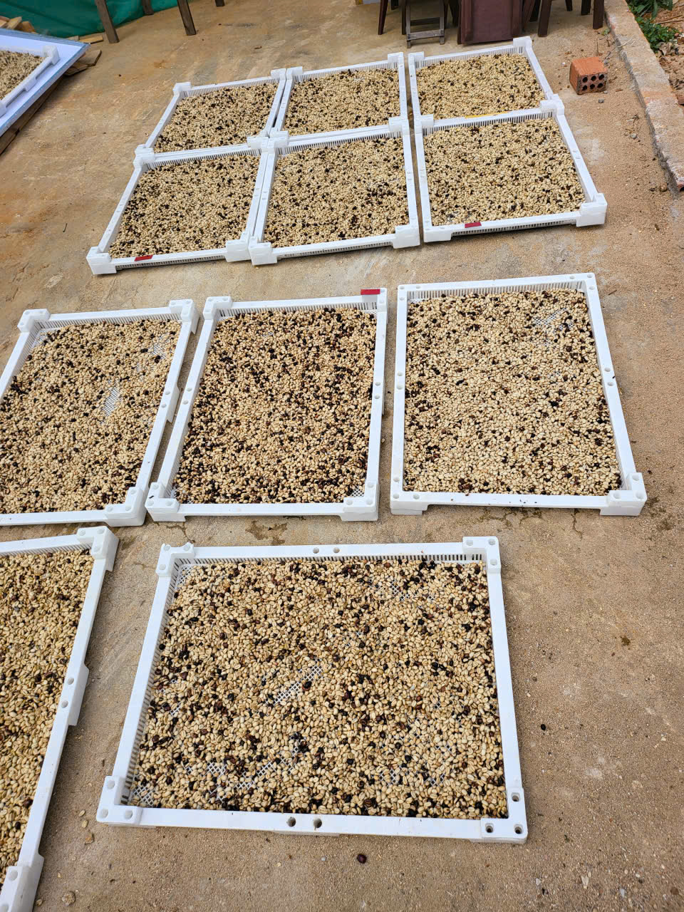Các khay phơi trắng đựng nhân cà phê của từng mẻ nhỏ xếp trên sân