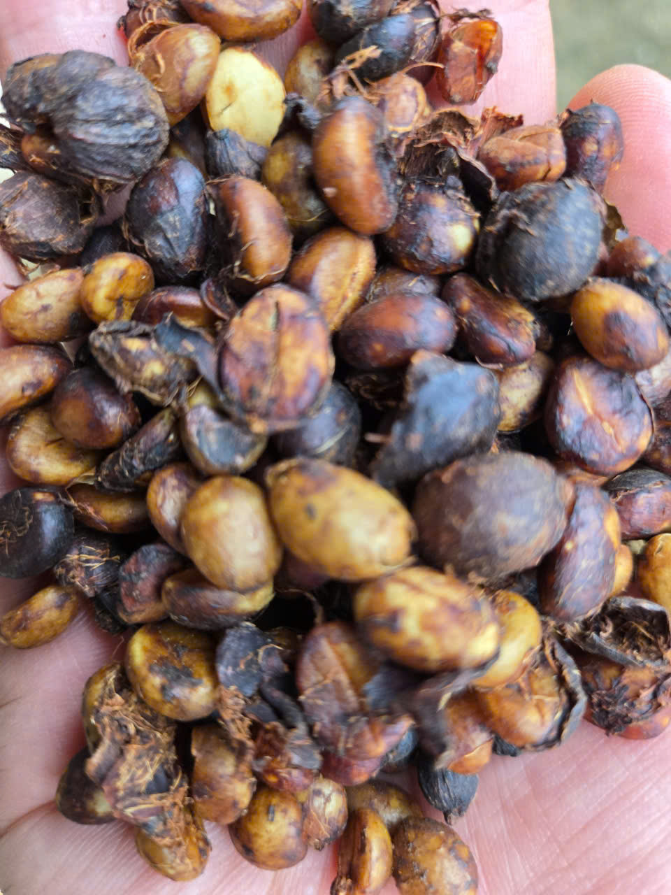 Nắm quả cà phê sơ chế natural trên tay để kiểm tra độ khô đồng đều trước khi nhập kho