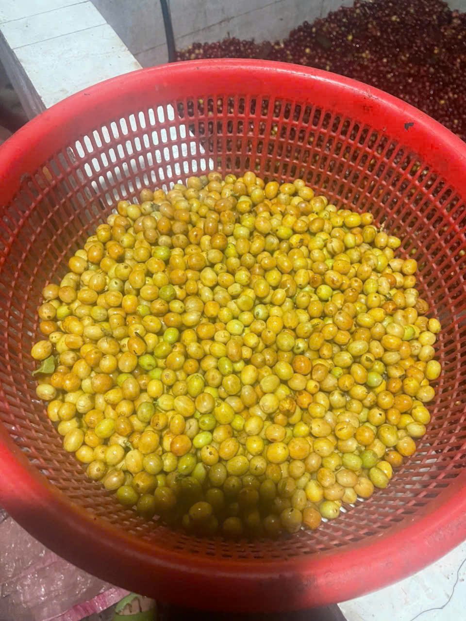 Rổ nhựa đỏ đầy quả cà phê chín vàng được lựa riêng cho mẻ chế biến thử nghiệm