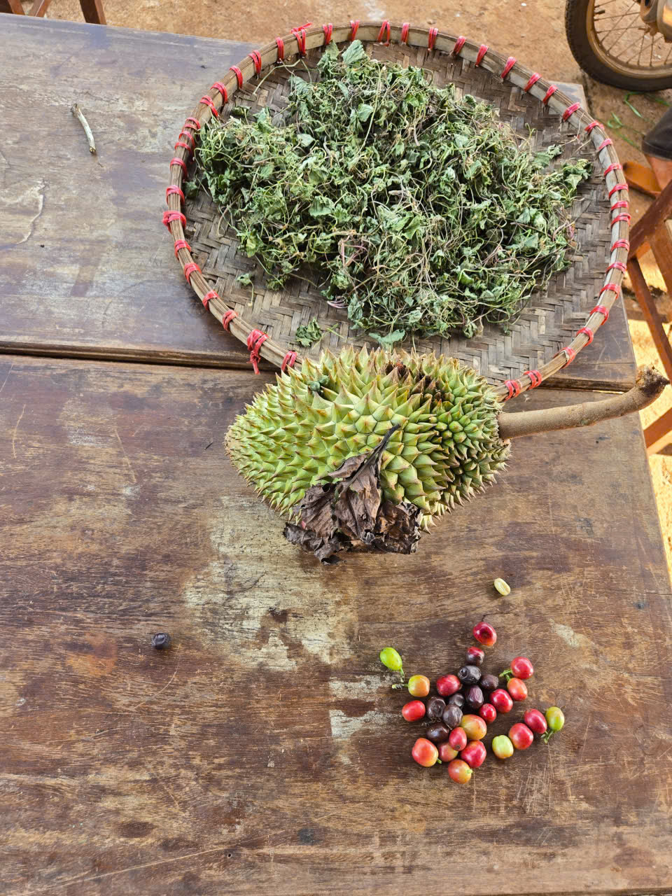 Rau rừng phơi khô và quả cà phê chín trên bàn gỗ tại Hưng Định Eco Farm Đắk Lắk