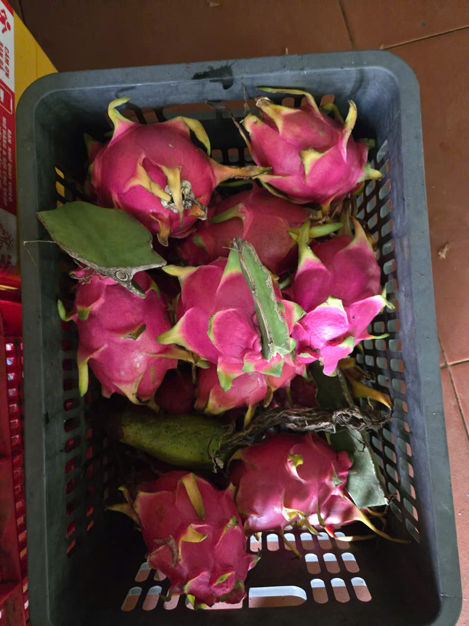 Rổ thanh long thu hoạch tại Hưng Định Eco Farm Đắk Lắk - mô hình nông nghiệp sinh thái đa canh