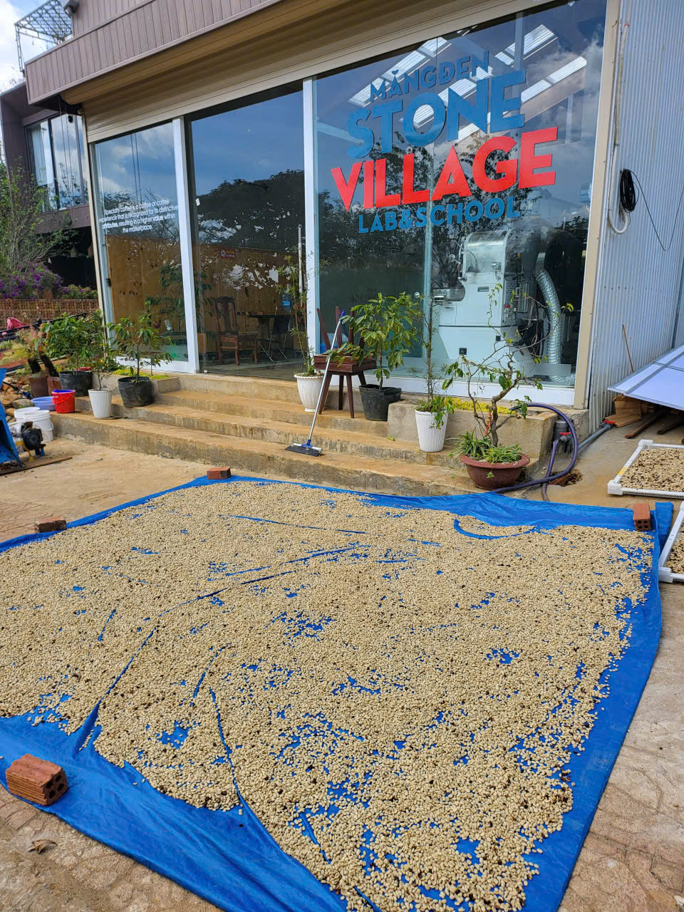 Mẻ nhân cà phê trải phơi trên bạt xanh ngay trước cửa Stone Village Lab