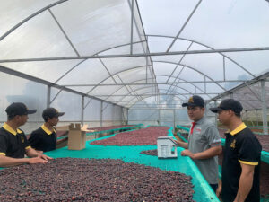 Đoàn Stone Village Lab cùng đội ngũ FRD kiểm tra mẻ cà phê phơi natural trong nhà kính tại Đắk R'Lấp