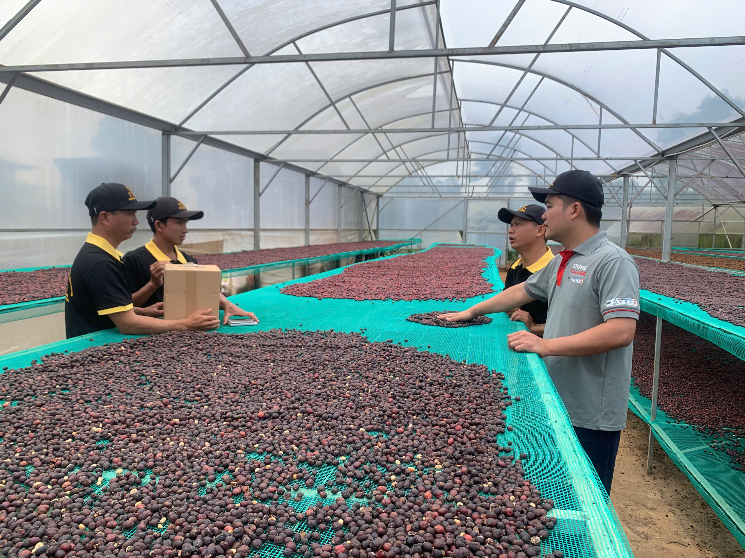 Chuyên gia Stone Village Lab trao đổi với đội ngũ FRD về độ đồng đều của khối hạt trên giàn phơi