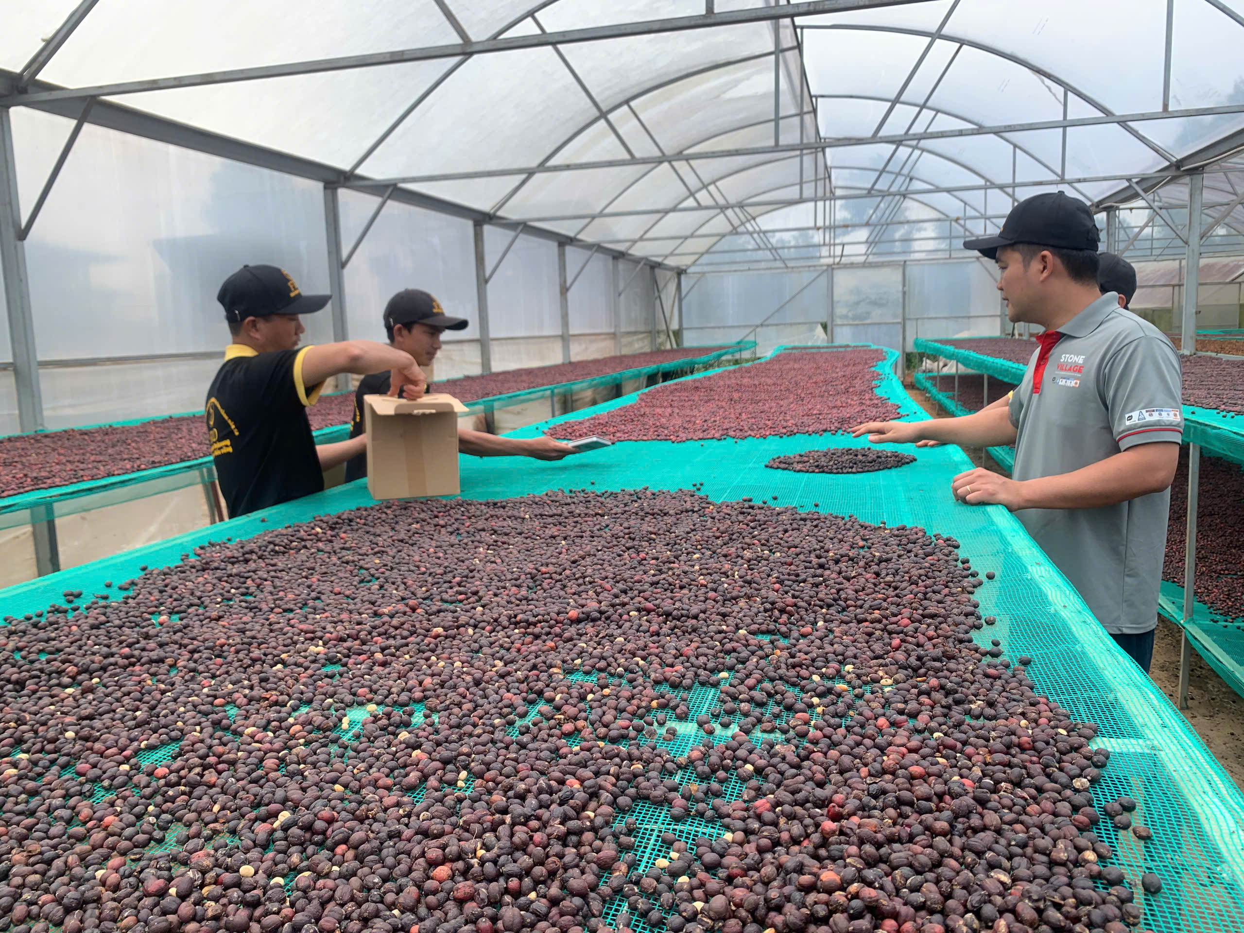 Đội ngũ FRD lấy mẫu cà phê giữa luống phơi trong nhà kính để đo độ ẩm