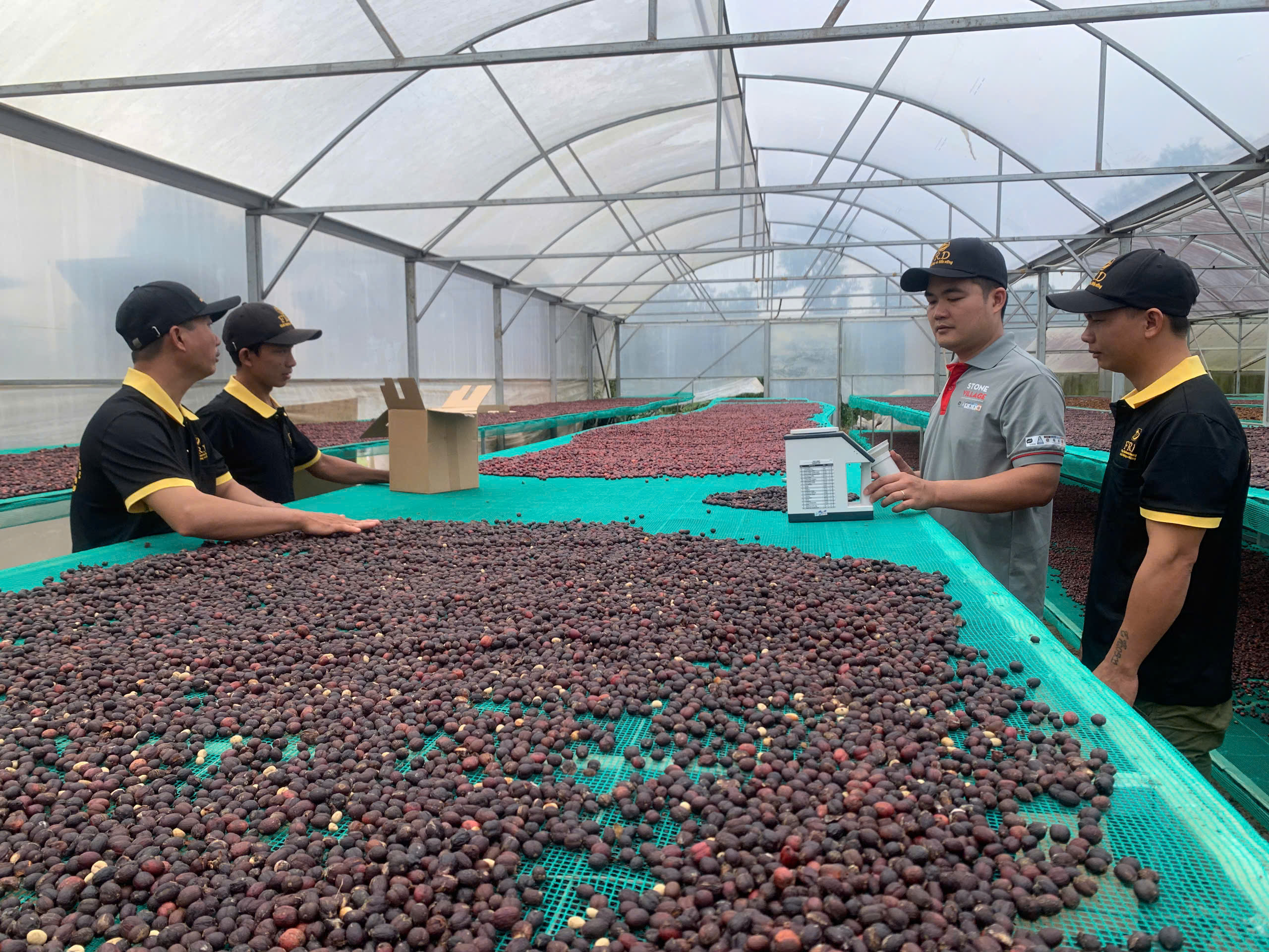 Chuyên gia Stone Village Lab cầm máy đo độ ẩm kiểm tra mẫu cà phê tại giàn phơi FRD Đắk R'Lấp