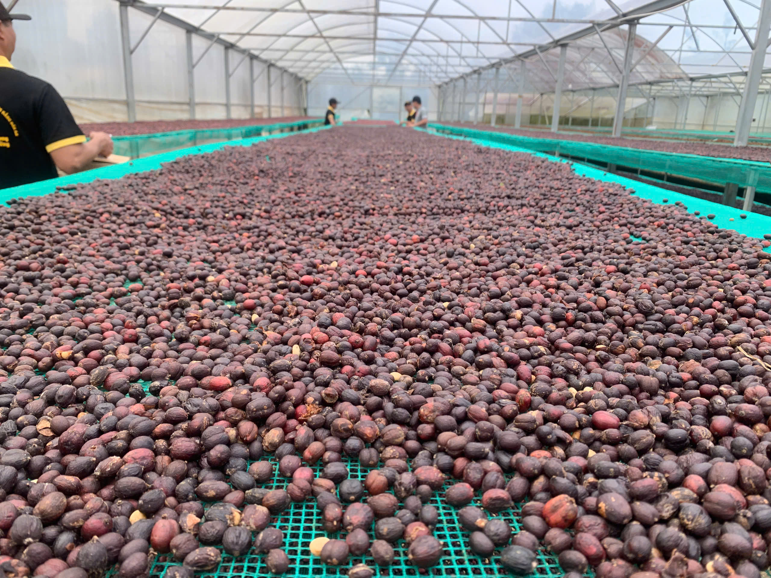 Toàn cảnh nhà kính giàn phơi cà phê natural của FRD tại Đắk R'Lấp, Đắk Nông