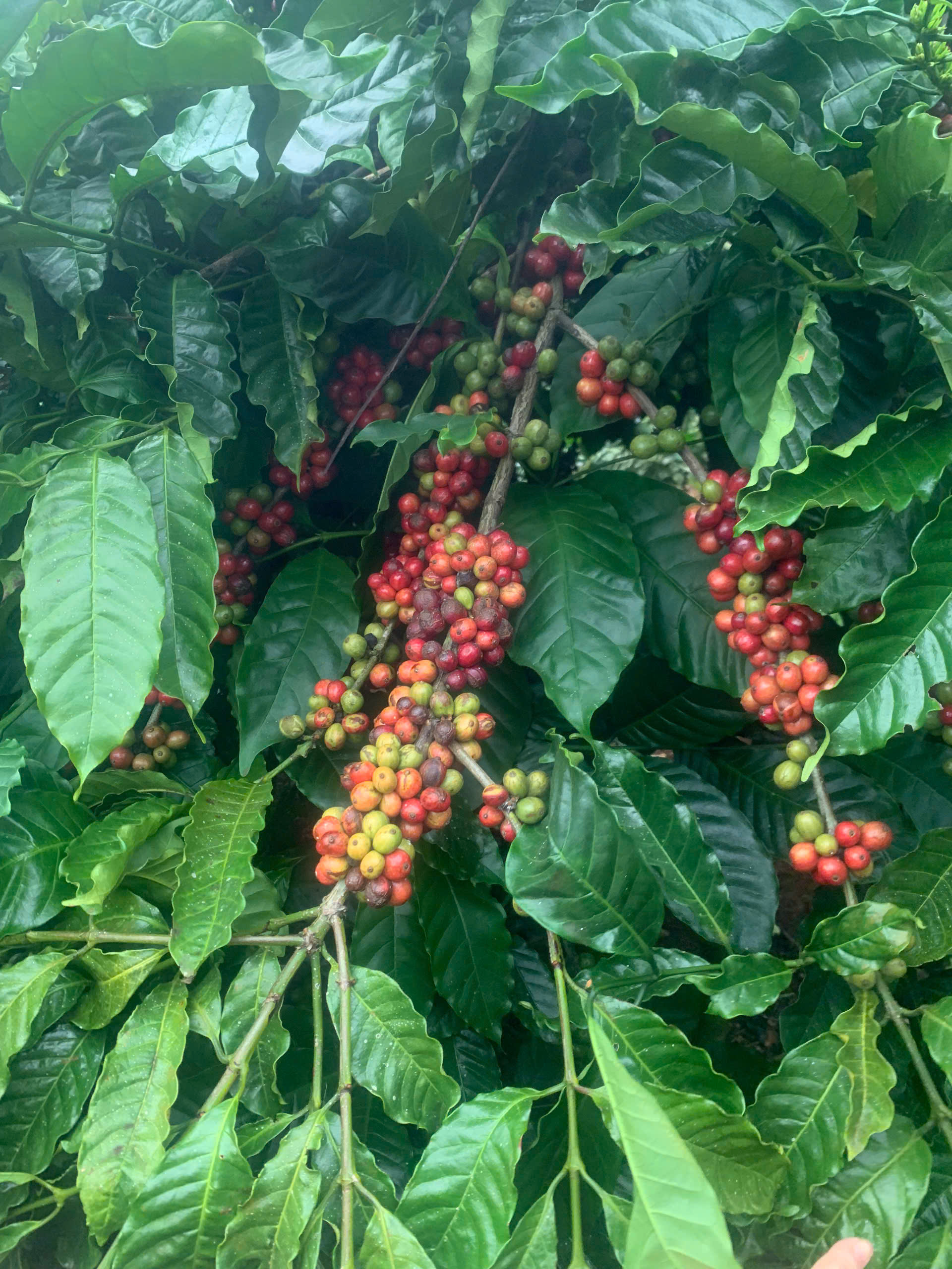 Cành cà phê robusta chín đỏ vàng tại vùng trồng FRD Đắk R'Lấp, Đắk Nông