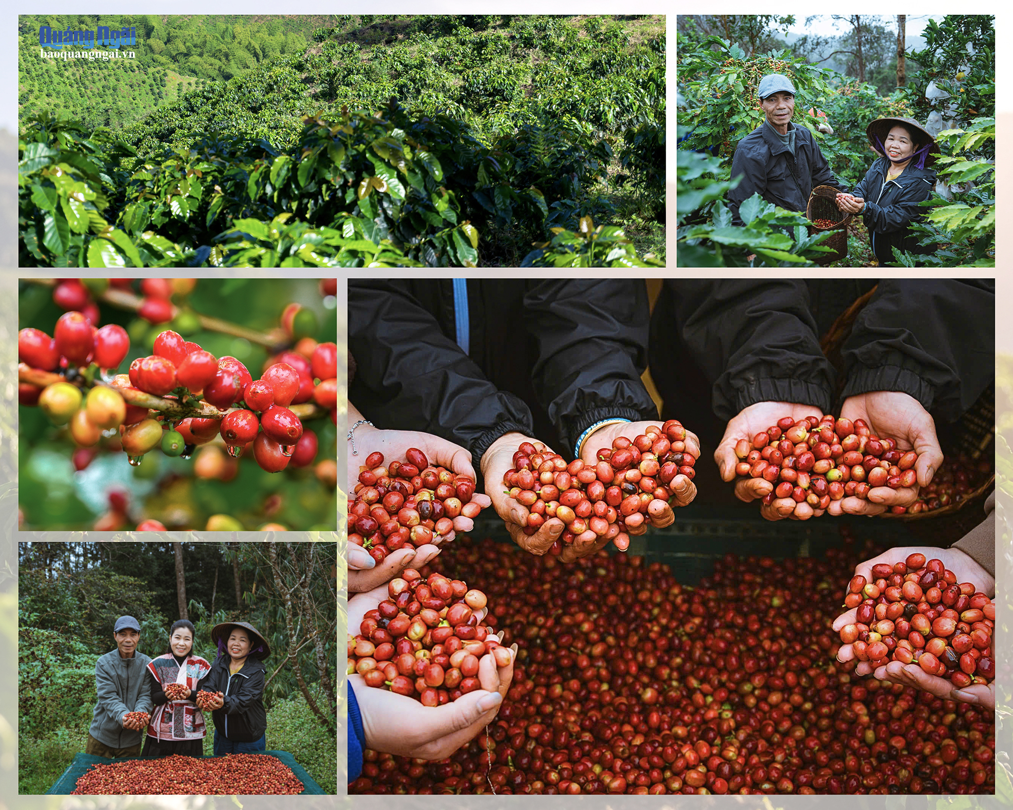 Nông dân thu hoạch cà phê Arabica chín đỏ tại vùng trồng Măng Đen