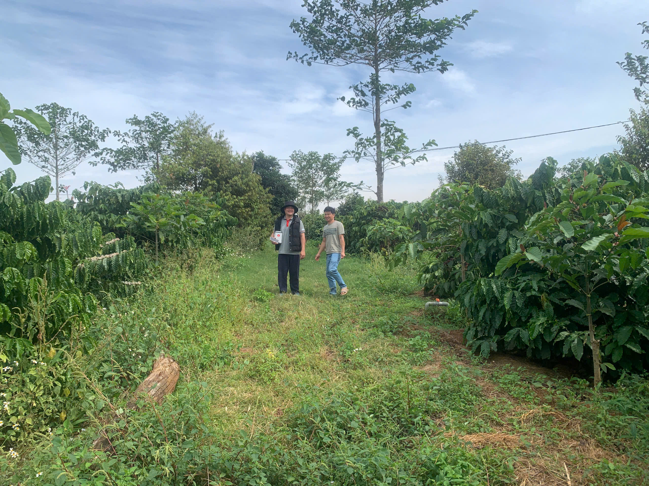 Chuyên gia Stone Village Lab cùng chủ farm khảo sát thực địa vườn cà phê Phước Farm tại Chư Pơng, Gia Lai