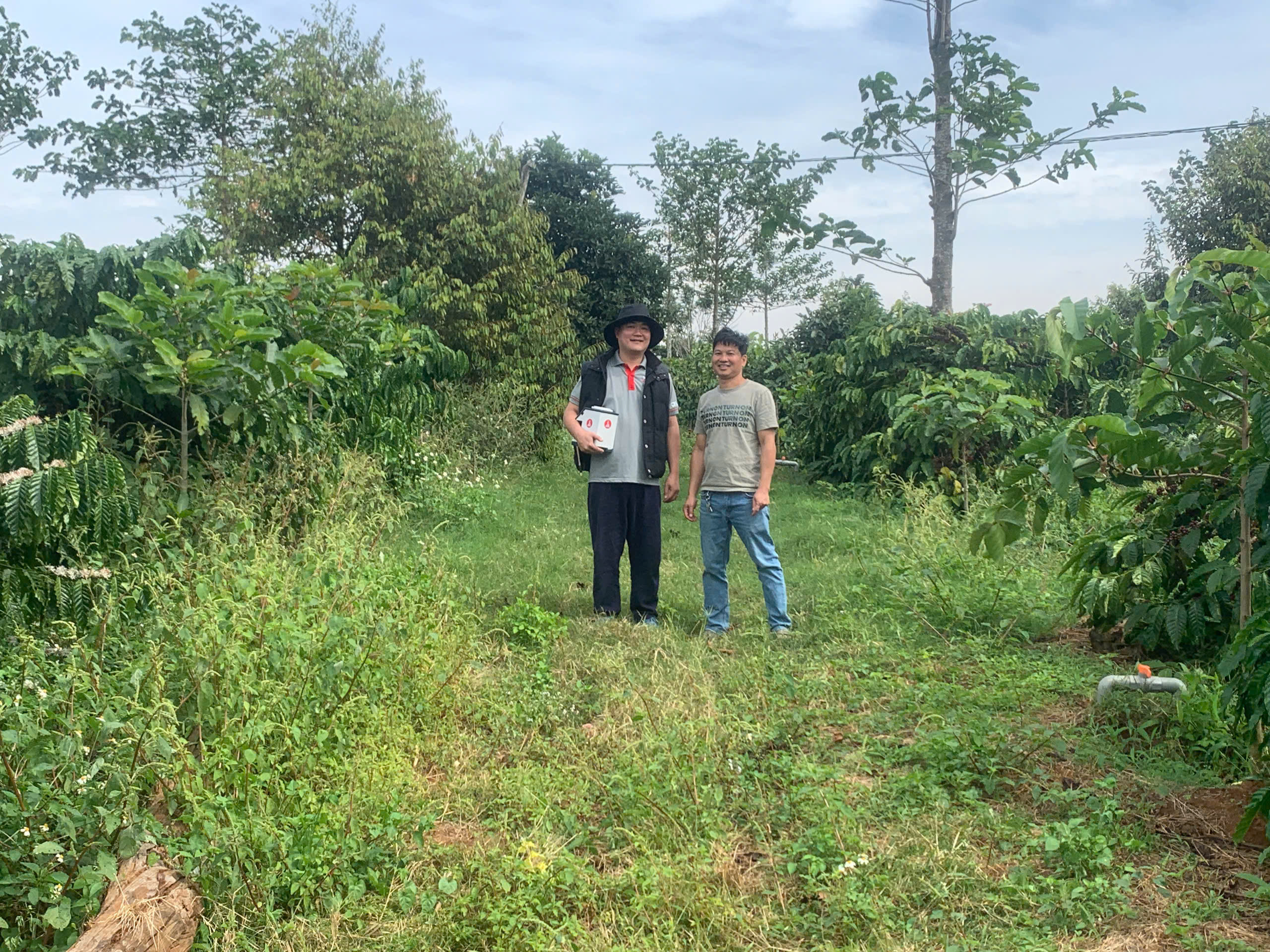 Vườn cà phê Phước Farm trồng xen cây che bóng trên đất đỏ bazan Chư Pơng, Gia Lai