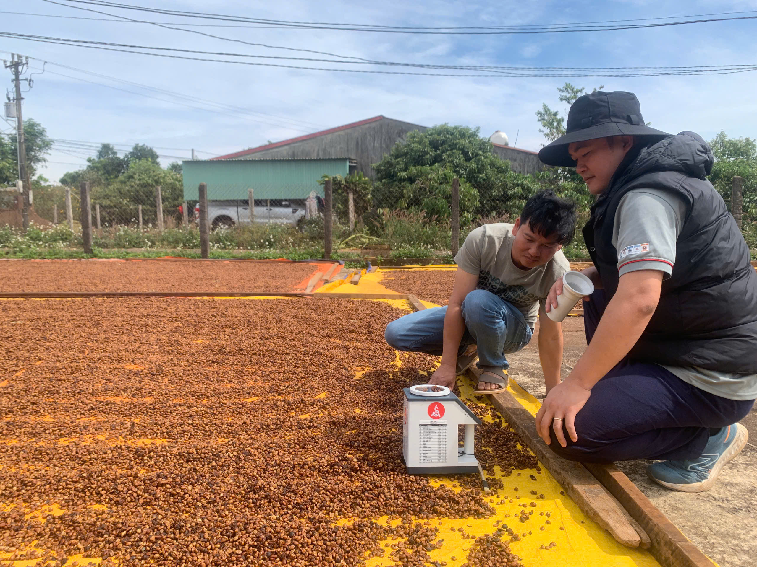 Kiểm tra mẻ cà phê phơi trên sân bằng máy đo độ ẩm tại Phước Farm Chư Pơng