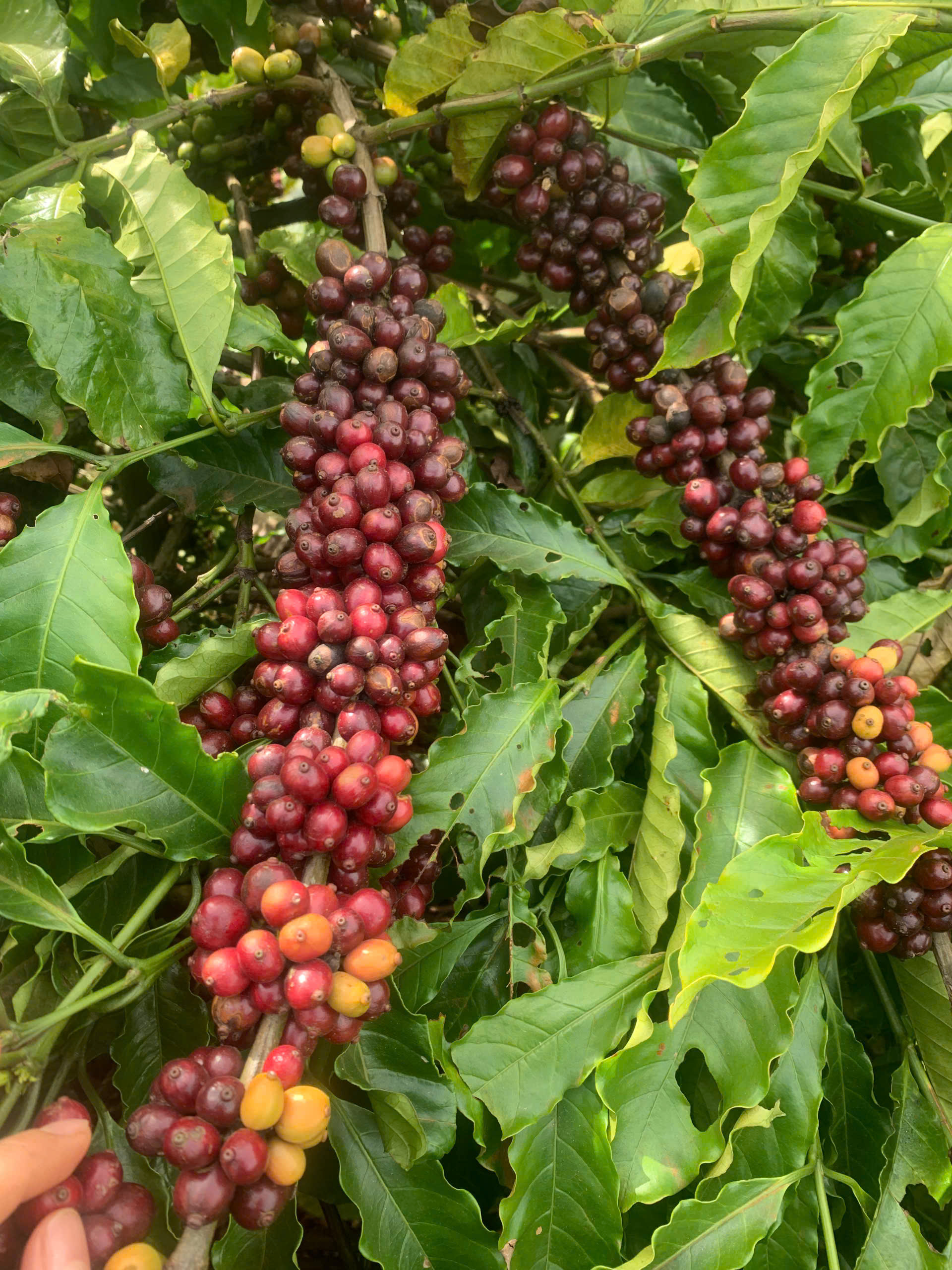 Chùm cà phê robusta chín đỏ dày đặc trên cành tại Phước Farm Chư Pơng, Gia Lai