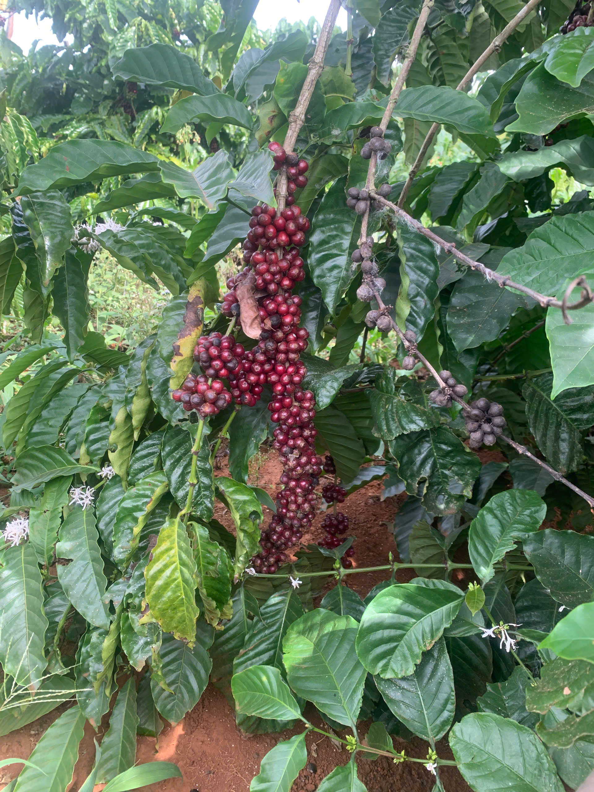 Cành robusta chín đỏ bên cạnh cành trái khô tại vườn Phước Farm, đánh giá hiện trạng trung thực