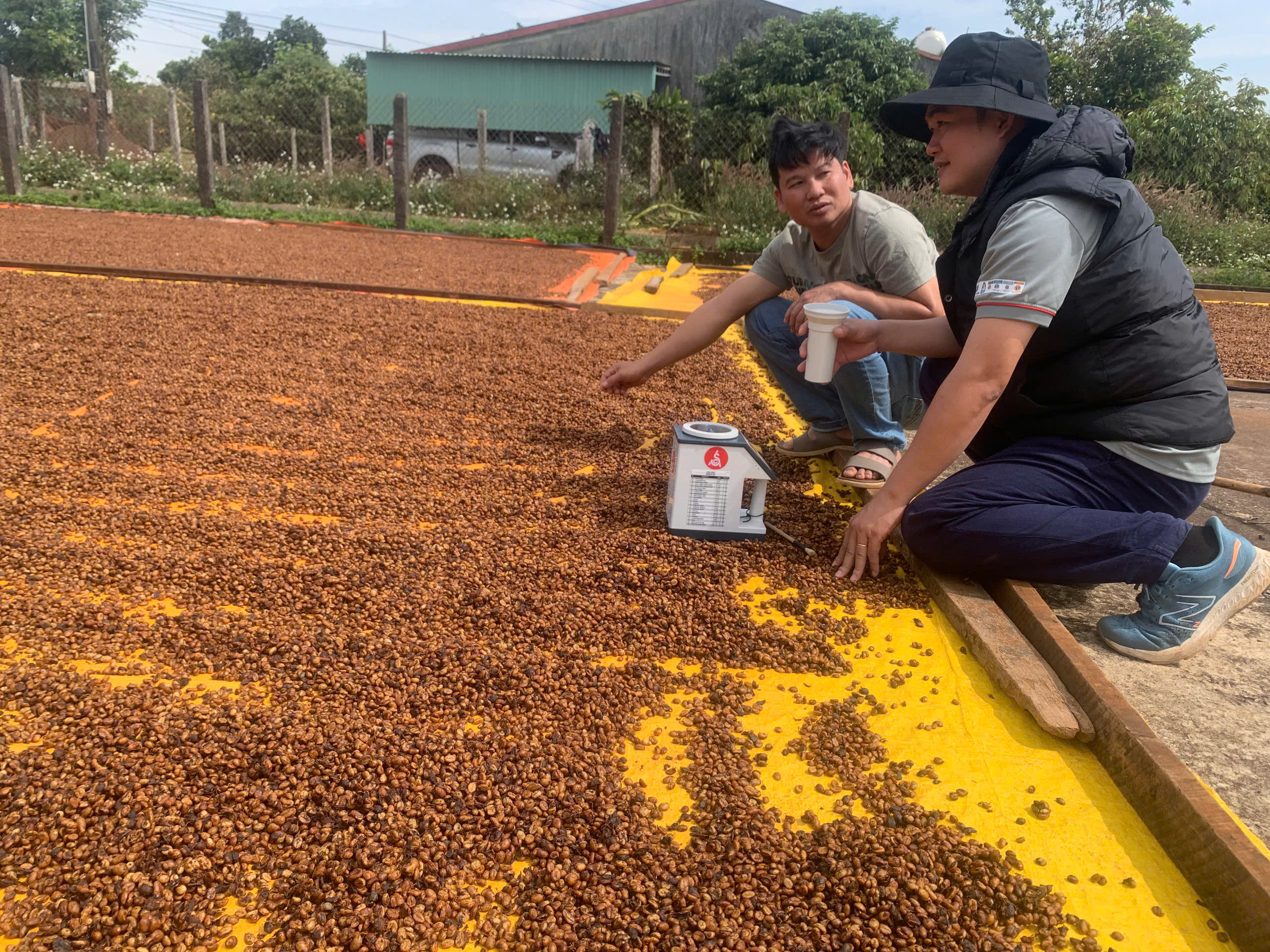 Chuyên gia và chủ farm bốc thử khối hạt cà phê đang phơi trên bạt tại Phước Farm Chư Pơng