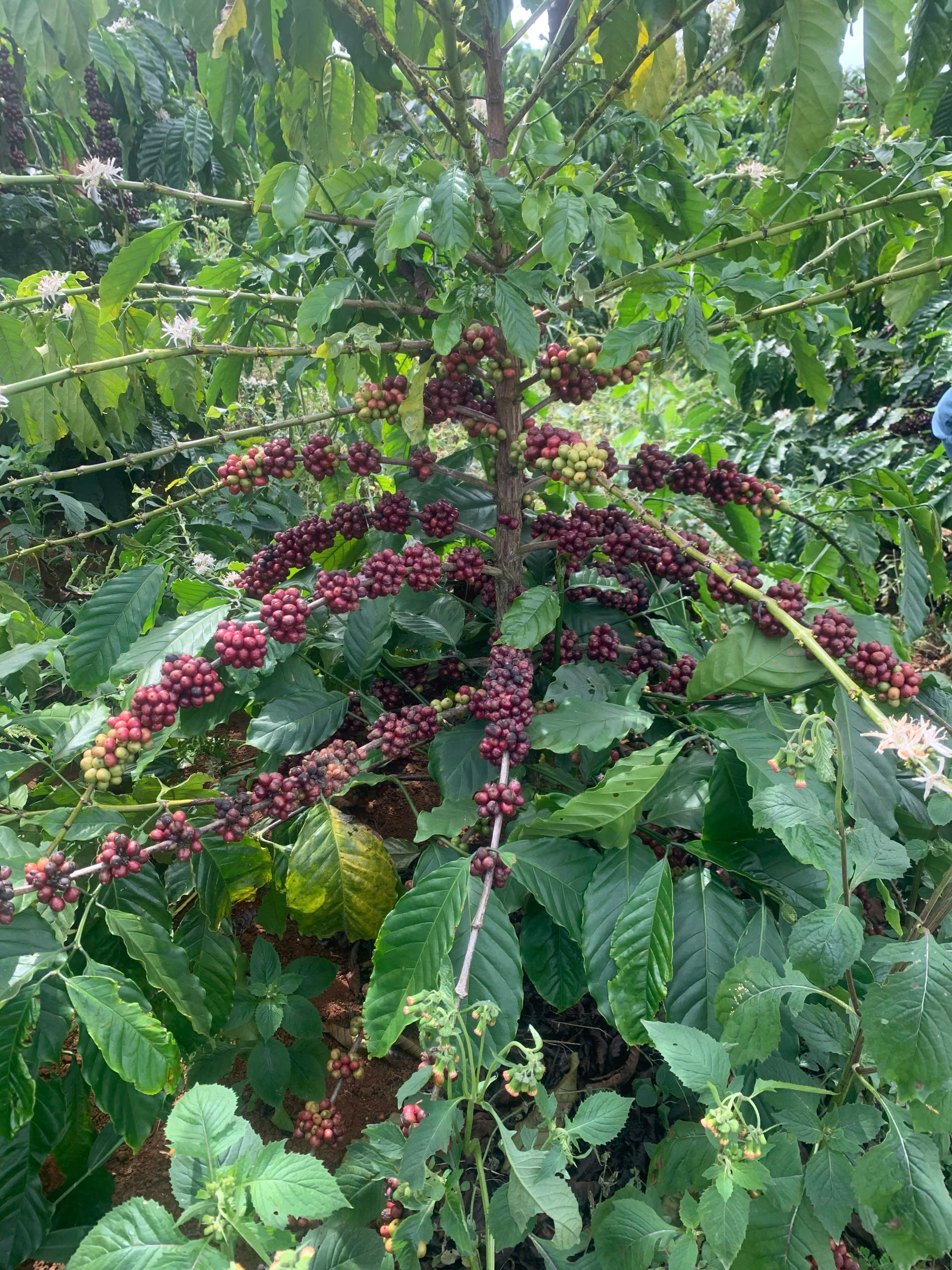 Cây cà phê robusta sai trĩu quả từ gốc đến ngọn tại Phước Farm Chư Pơng, Gia Lai