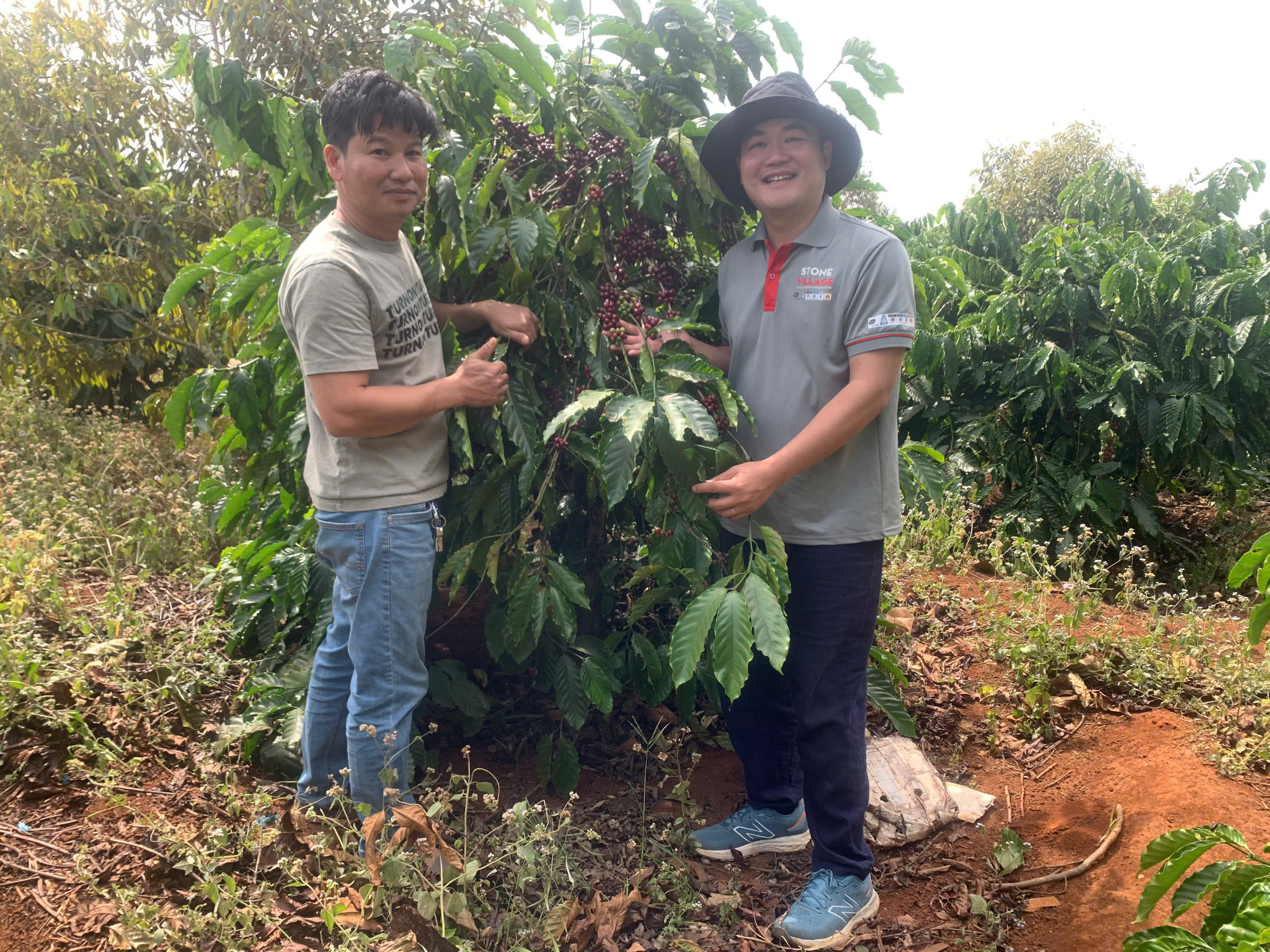 Chủ Phước Farm cùng chuyên gia Stone Village Lab bên hàng cà phê robusta tại Chư Pơng